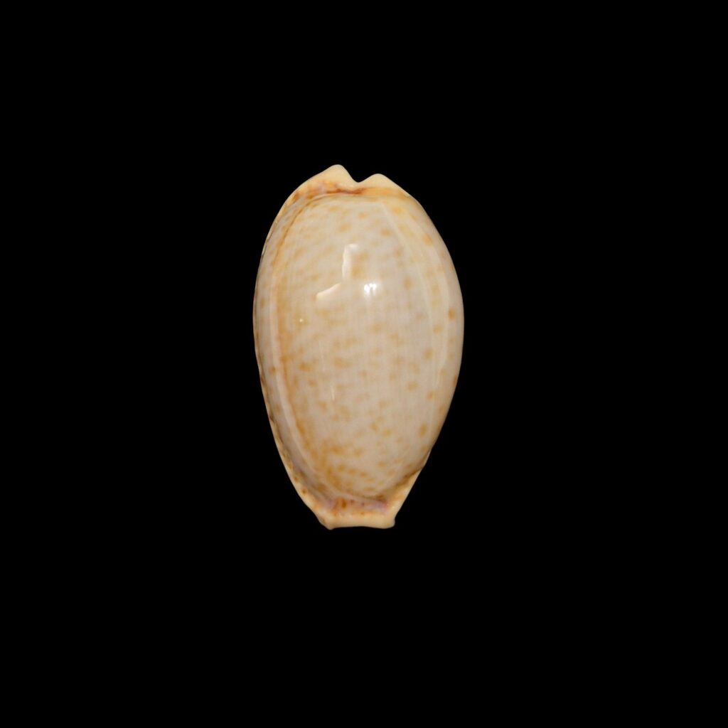 BC594 Naria spurca