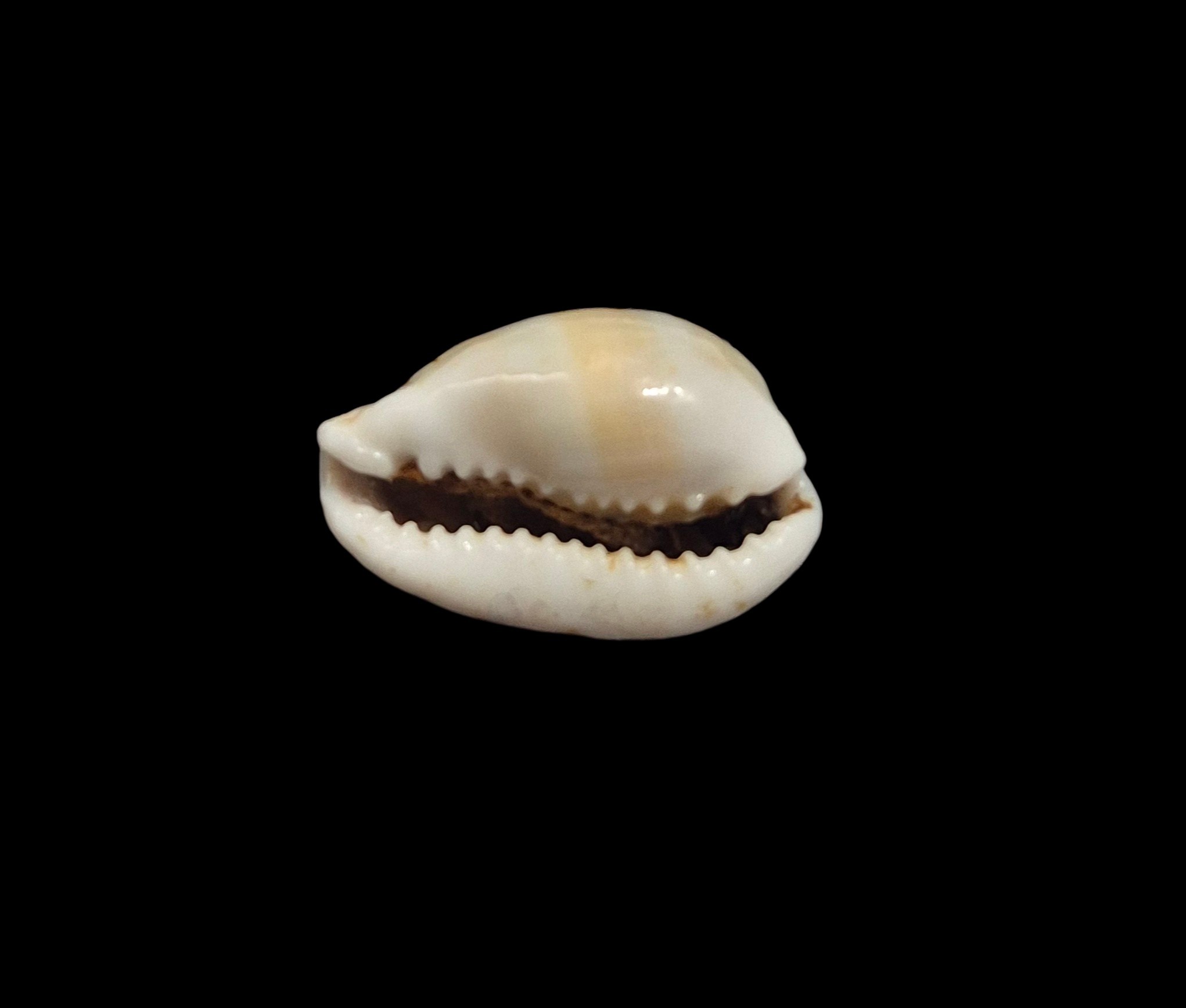 BC593 Cribrarula francescoi - Image 4