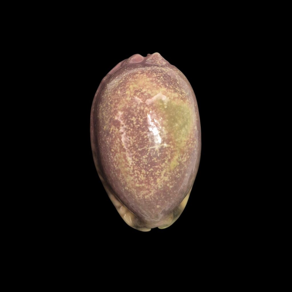 BC599 Mauritia arabica - PINK FORM