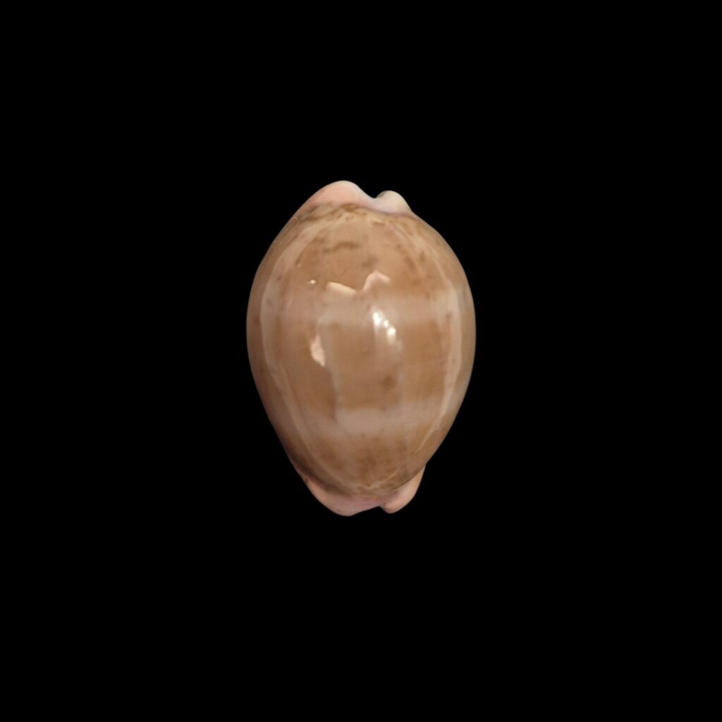 BC598 Luria cinerea brasiliensis