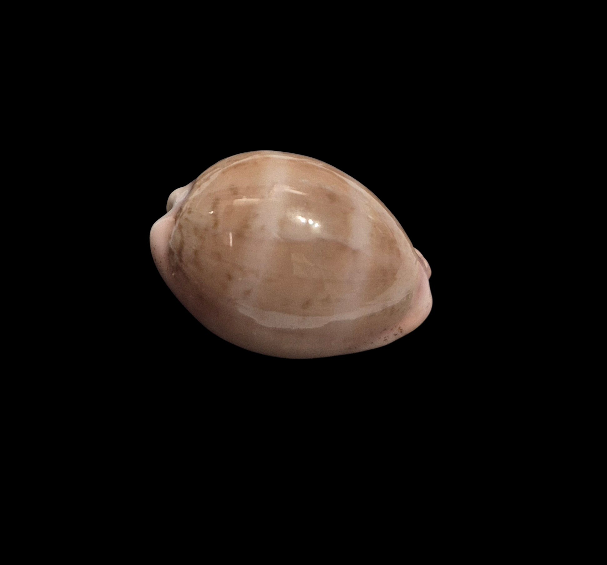 BC598 Luria cinerea brasiliensis - Image 2