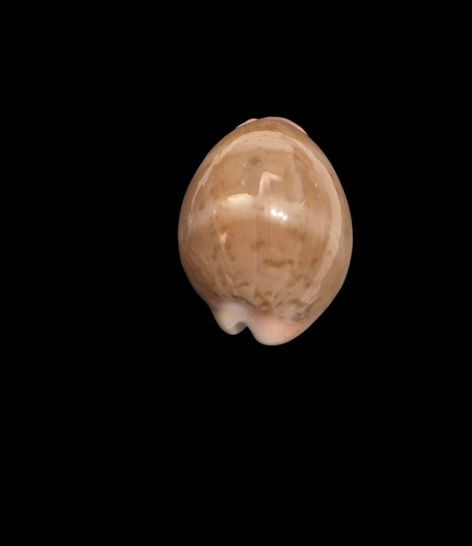 BC598 Luria cinerea brasiliensis - Image 4