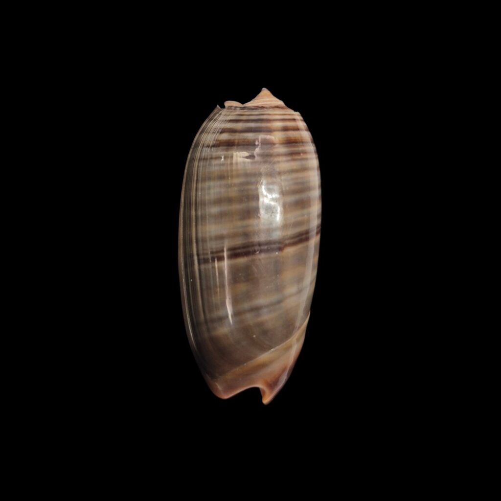 BC597 Oliva rubrolabiata - SELECTED