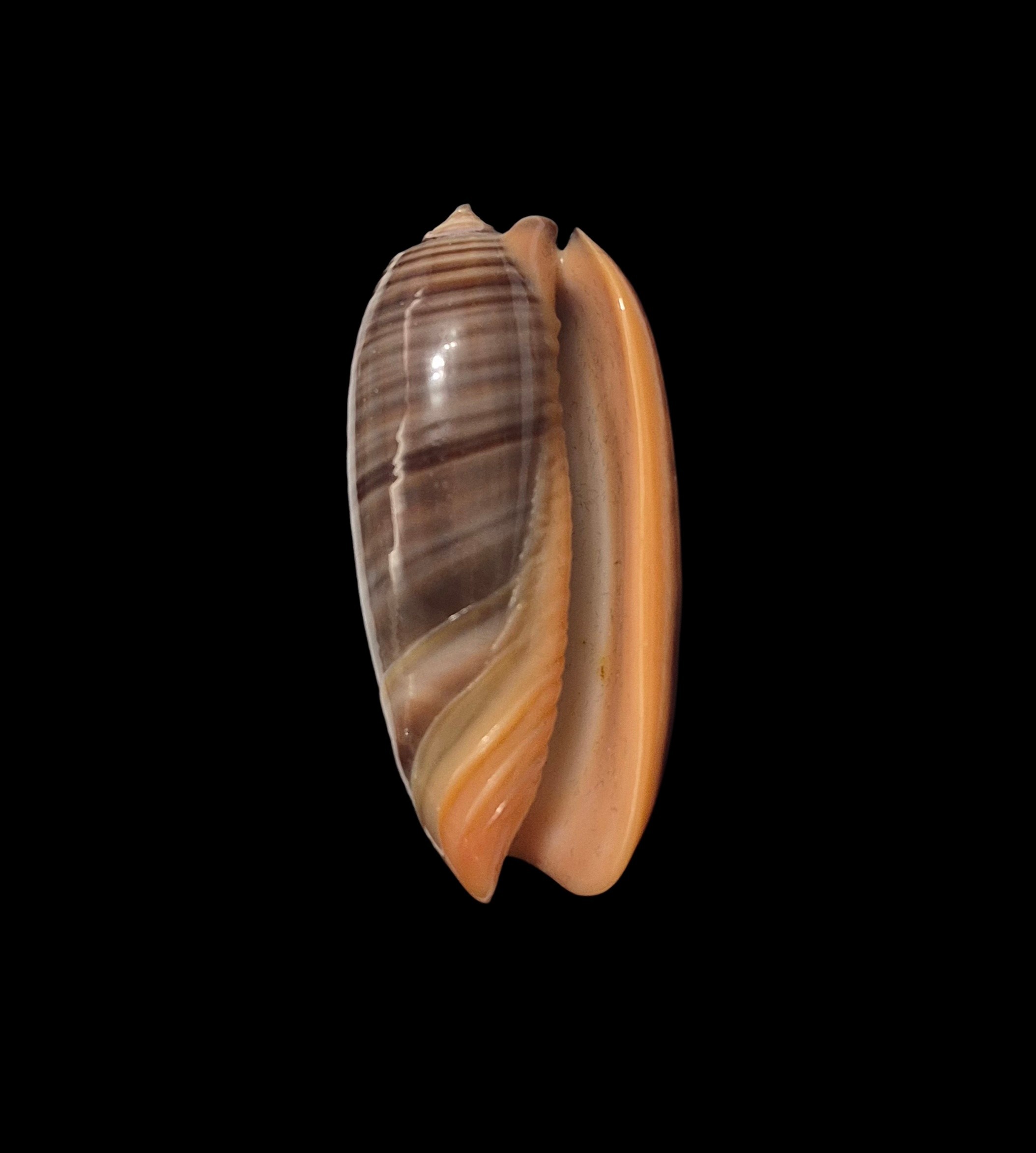 BC597 Oliva rubrolabiata - SELECTED - Image 2