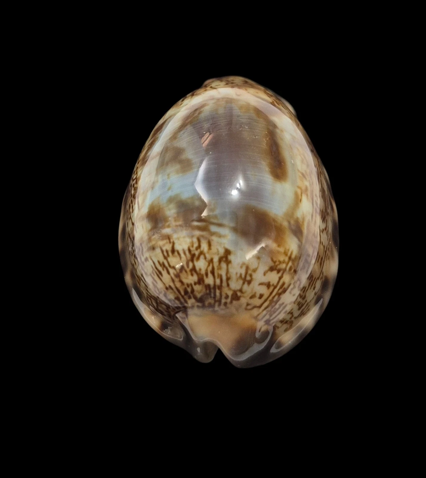 BC600 Mauritia arabica f. amethystea - Image 5