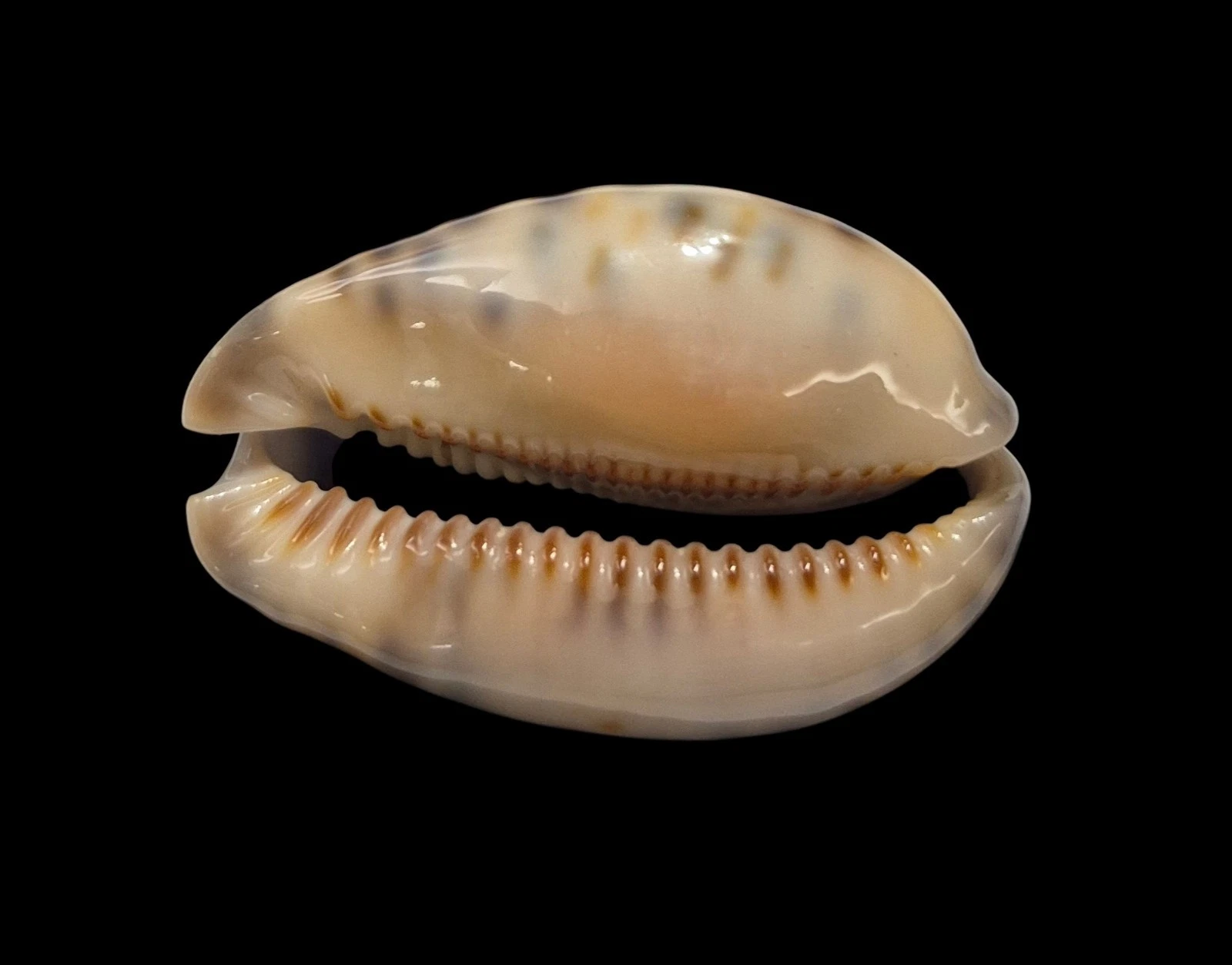 BC600 Mauritia arabica f. amethystea - Image 6