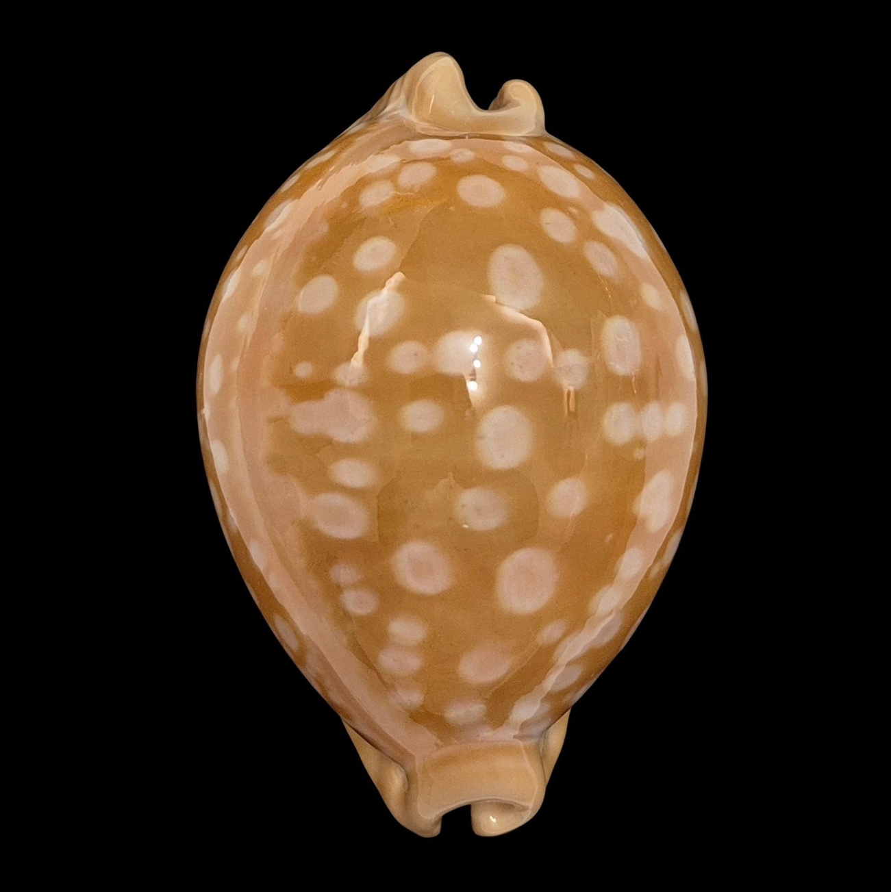 BC038 Callistocypraea leucodon - TOP QUALITY