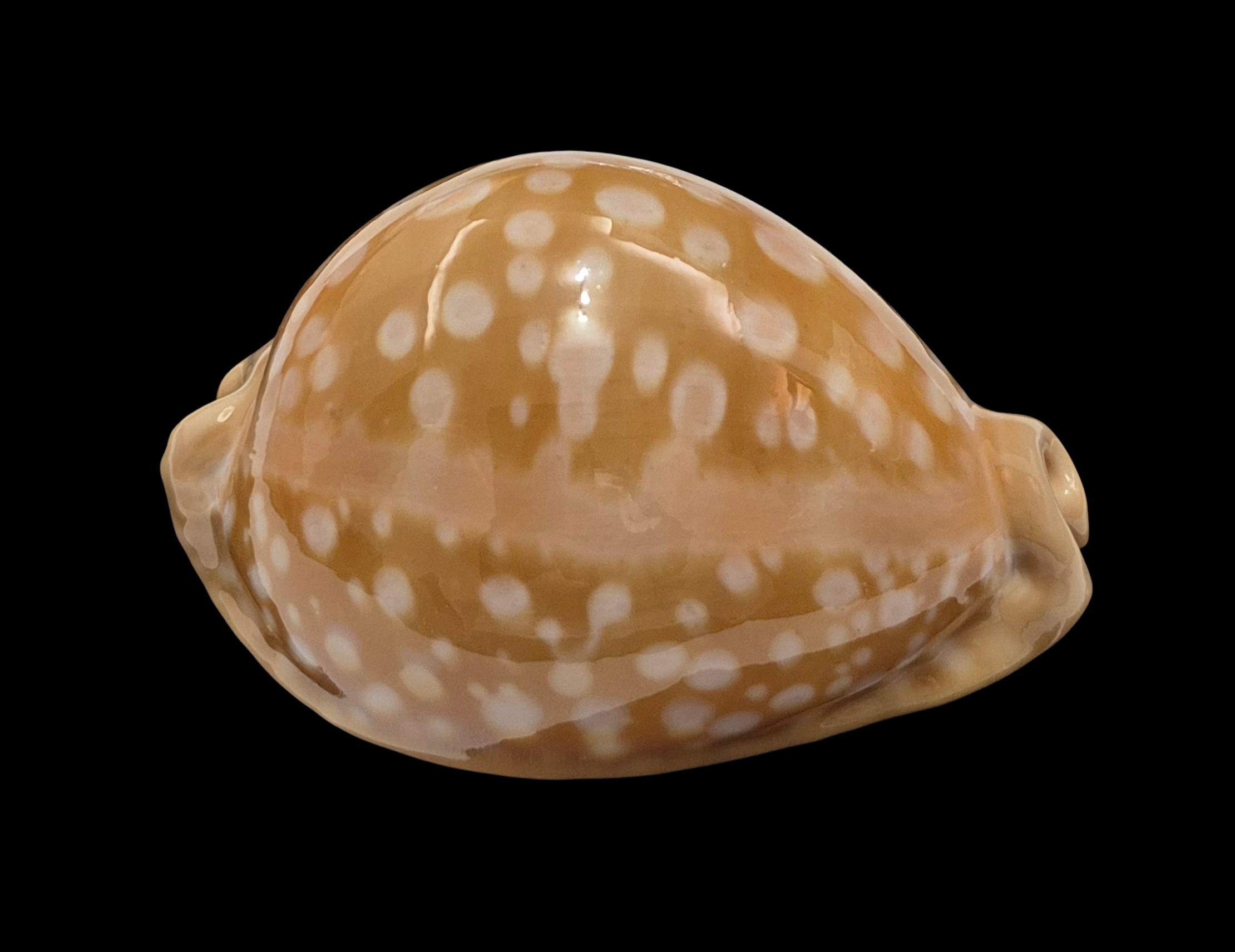 BC038 Callistocypraea leucodon - TOP QUALITY - Image 2