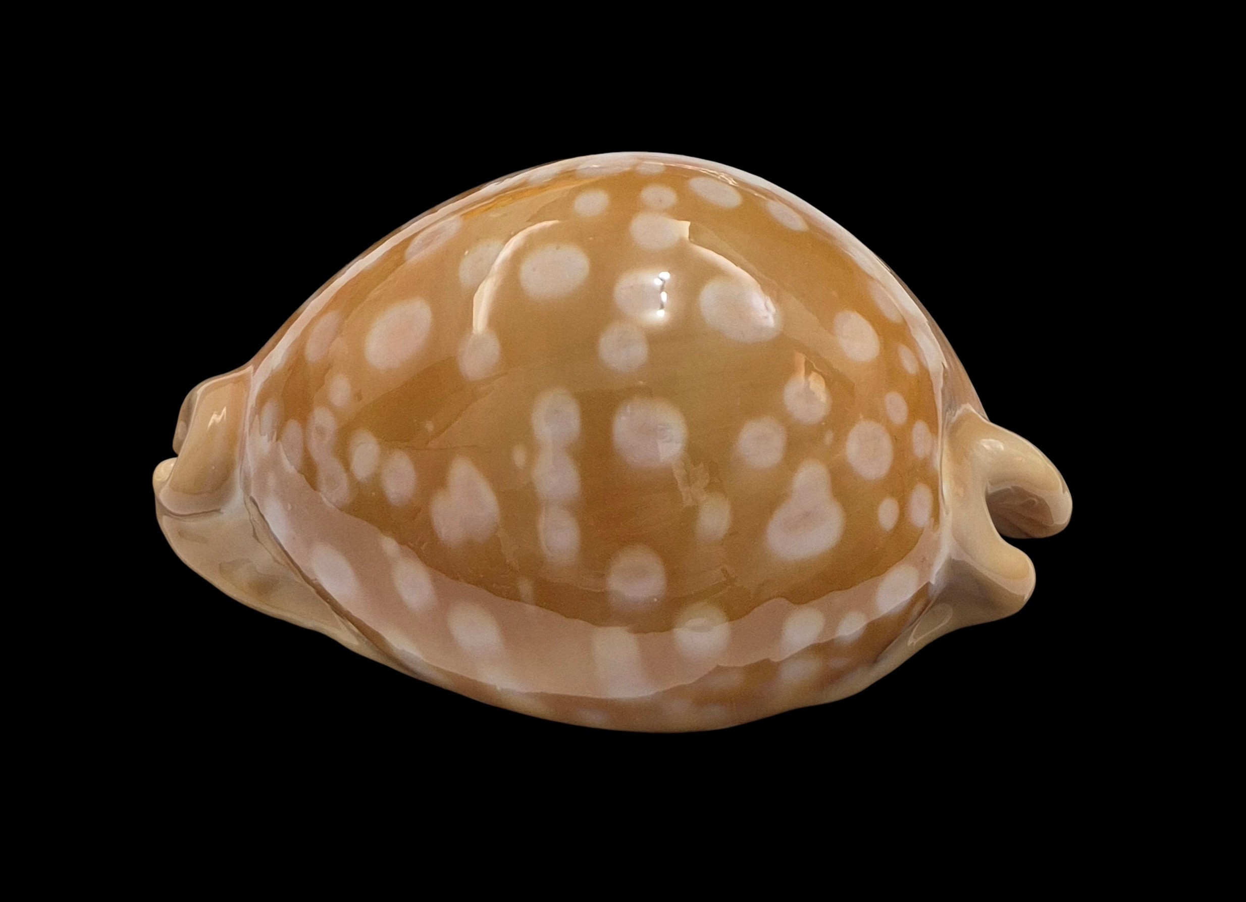 BC038 Callistocypraea leucodon - TOP QUALITY - Image 3