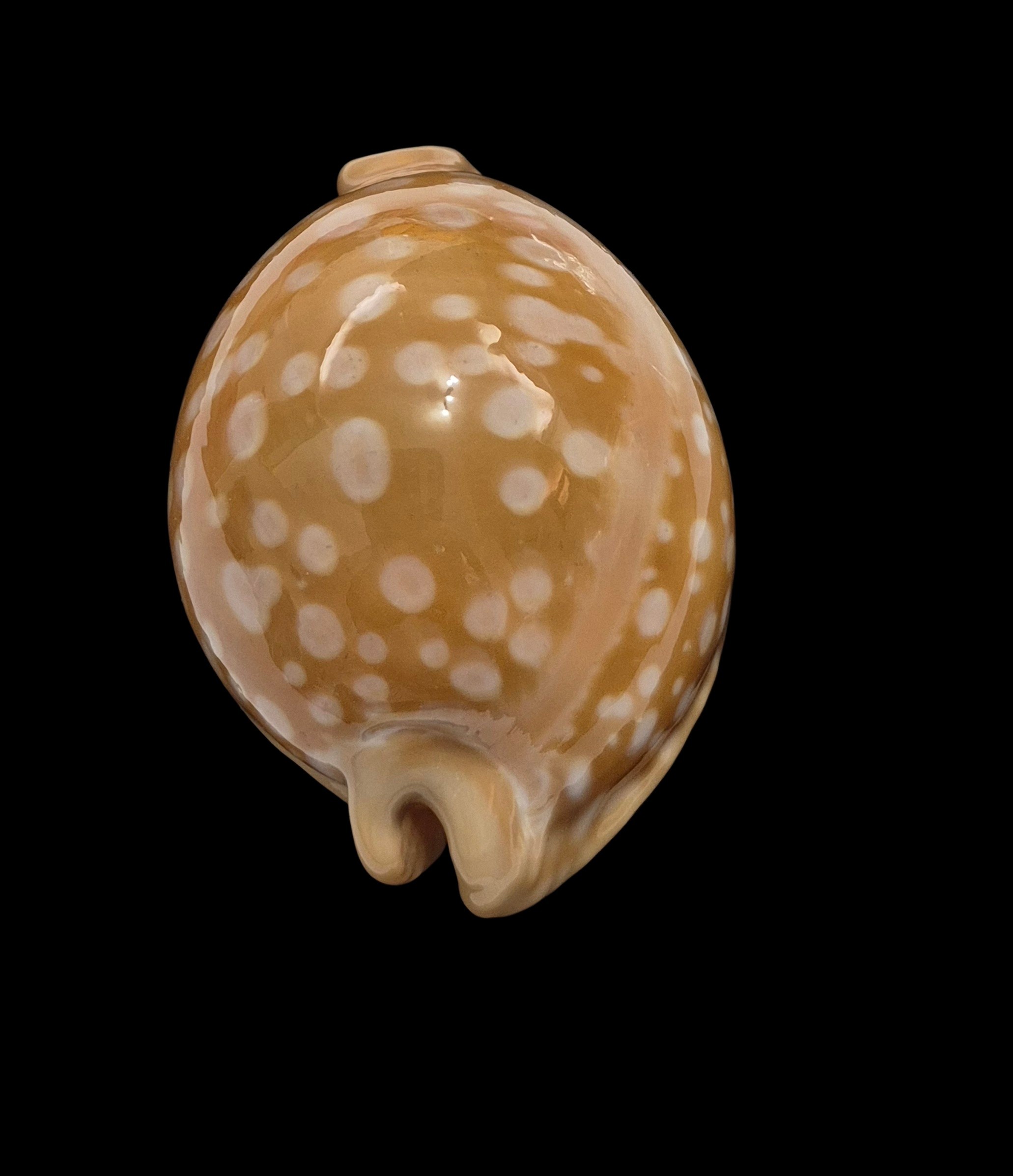 BC038 Callistocypraea leucodon - TOP QUALITY - Image 4