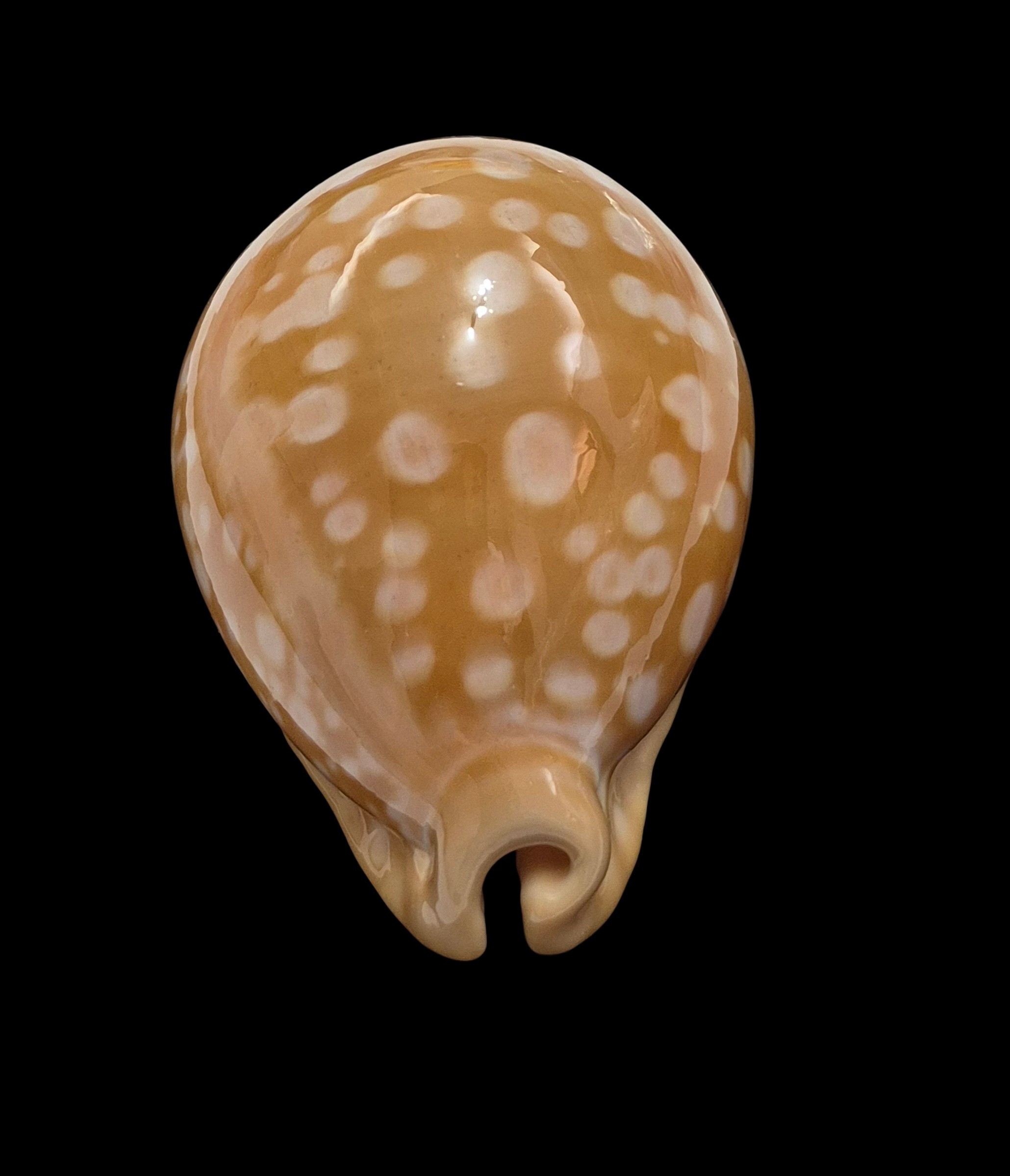 BC038 Callistocypraea leucodon - TOP QUALITY - Image 5