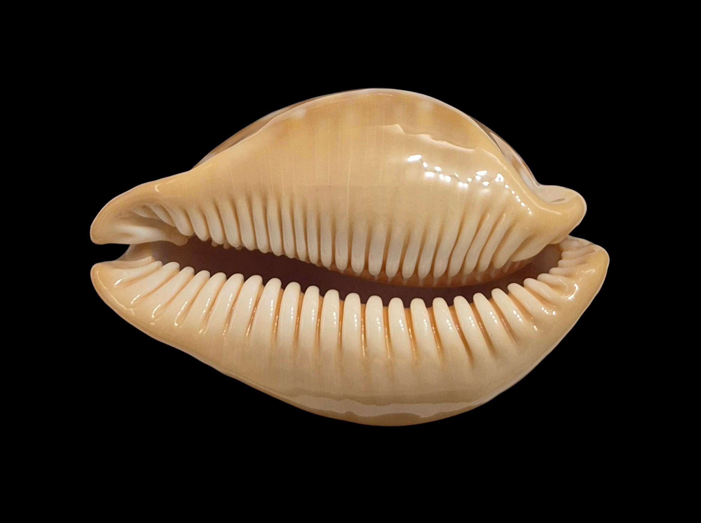 BC038 Callistocypraea leucodon - TOP QUALITY - Image 6
