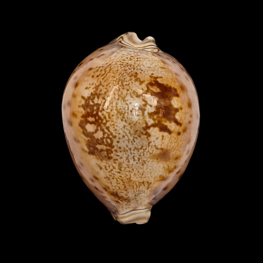 BC002 Leporicypraea valentia