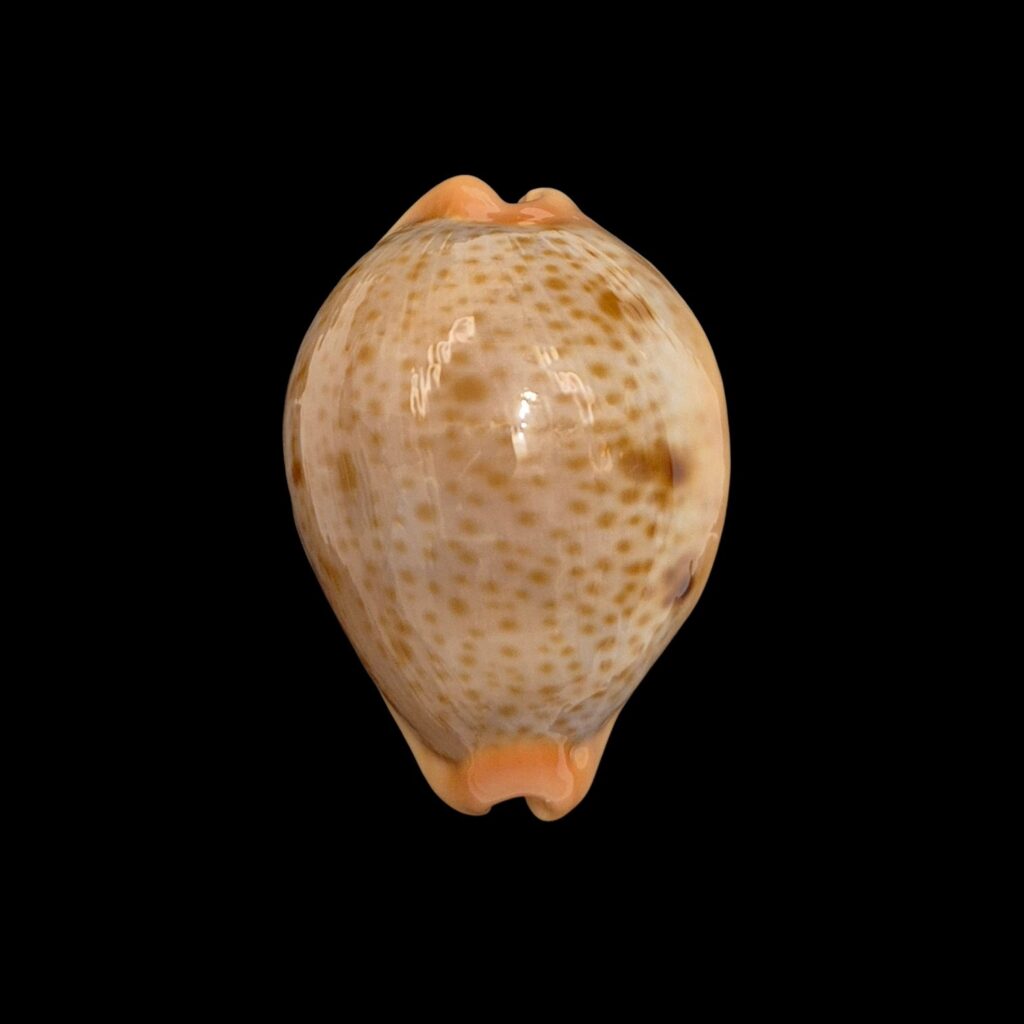 BC006 Raybaudia porteri - SELECTED