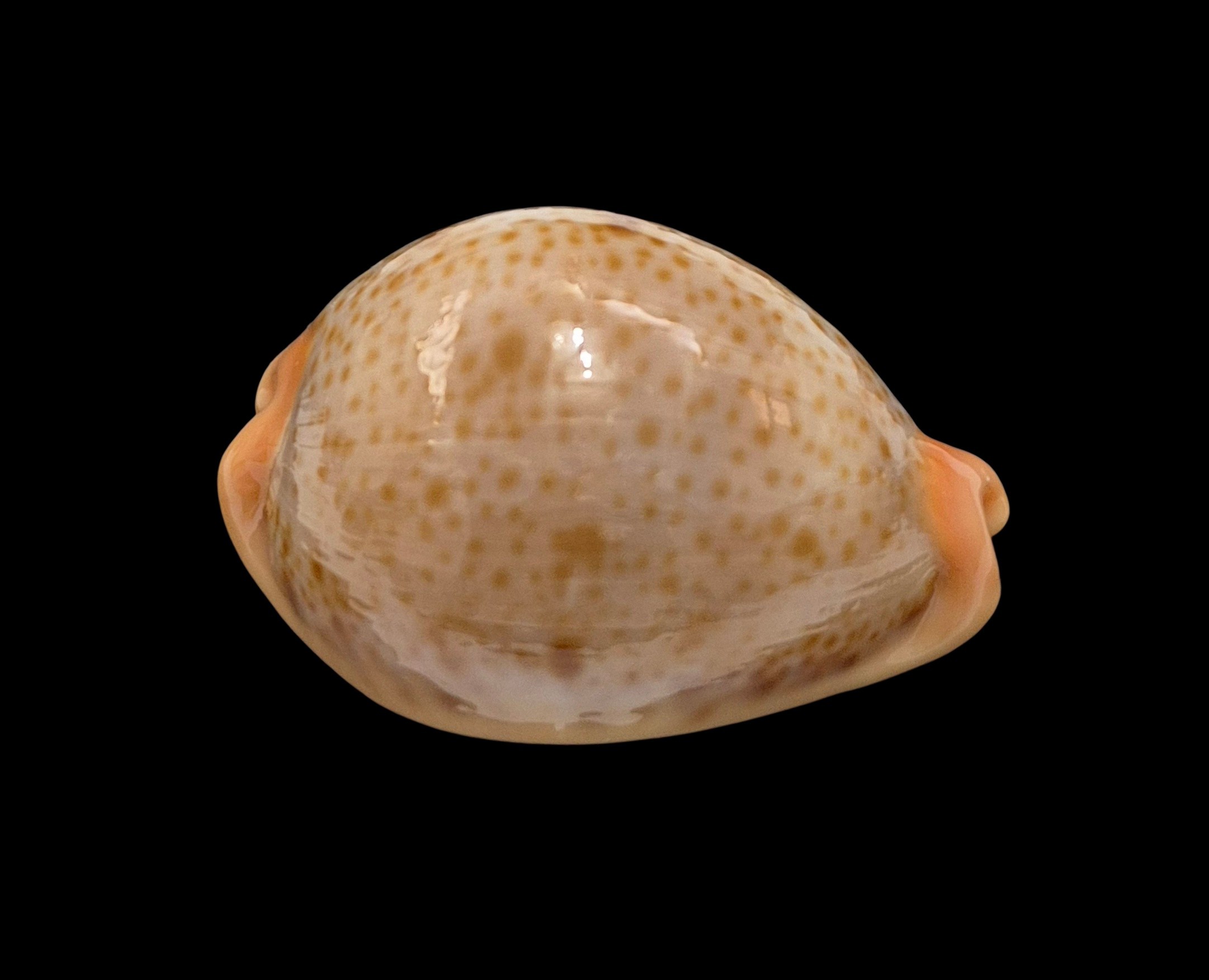 BC006 Raybaudia porteri - SELECTED - Image 2