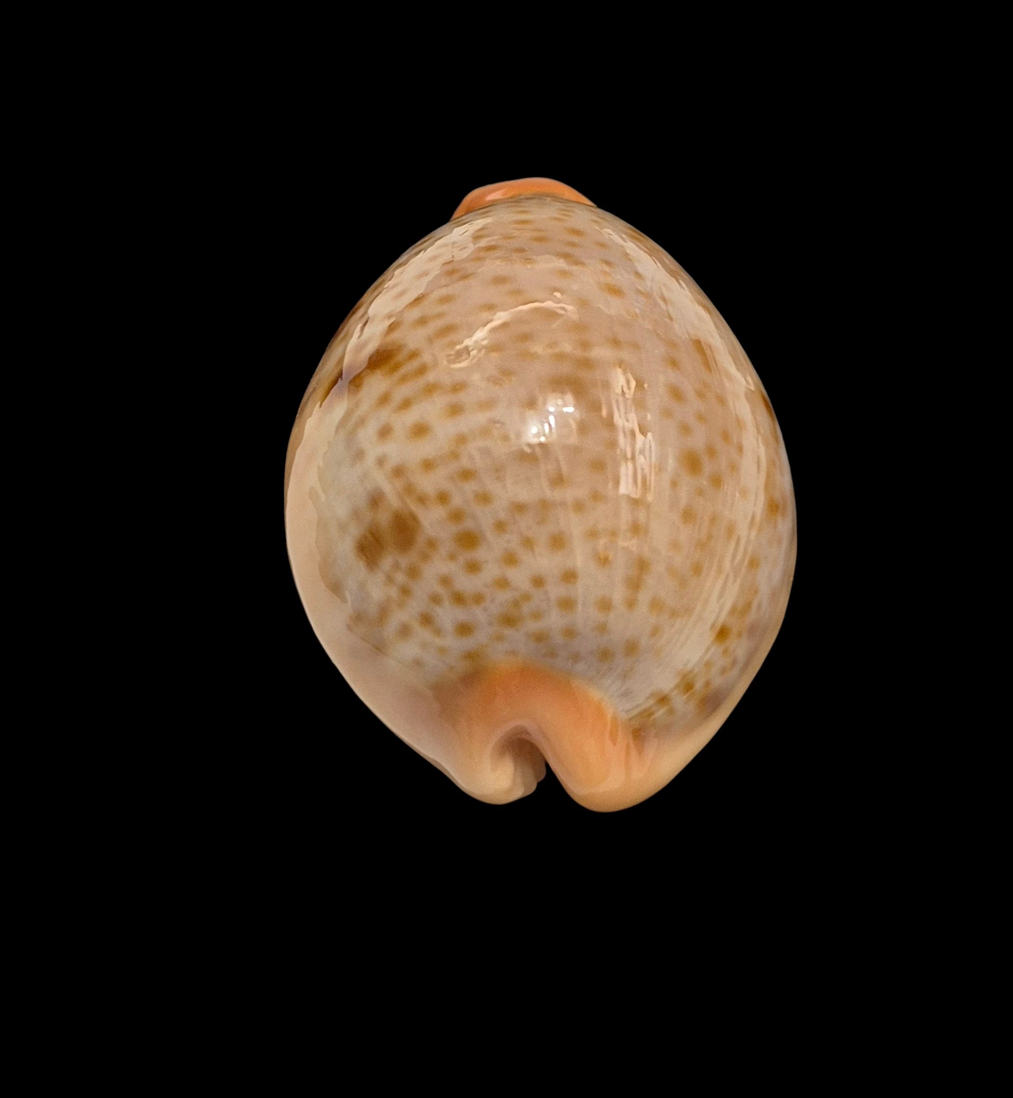 BC006 Raybaudia porteri - SELECTED - Image 4