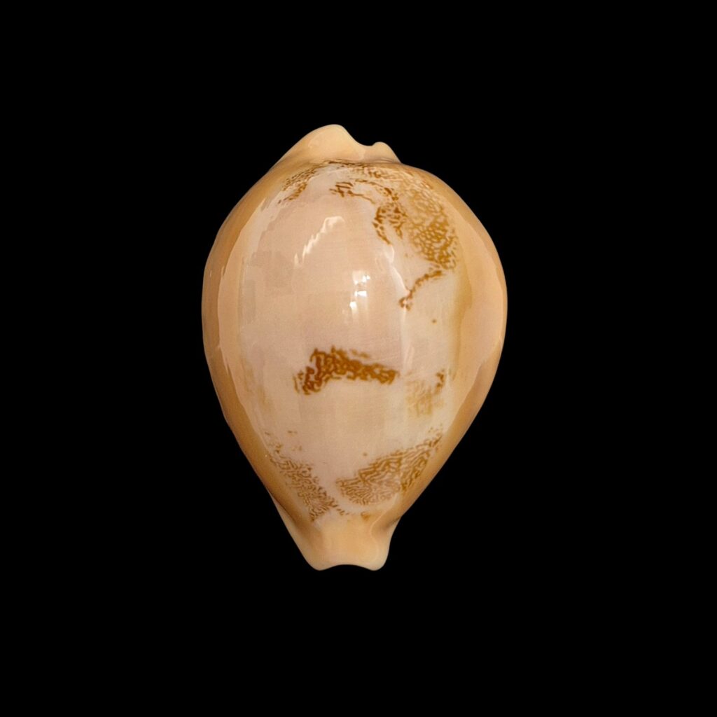 BC056 Hiraseadusta sakuraii