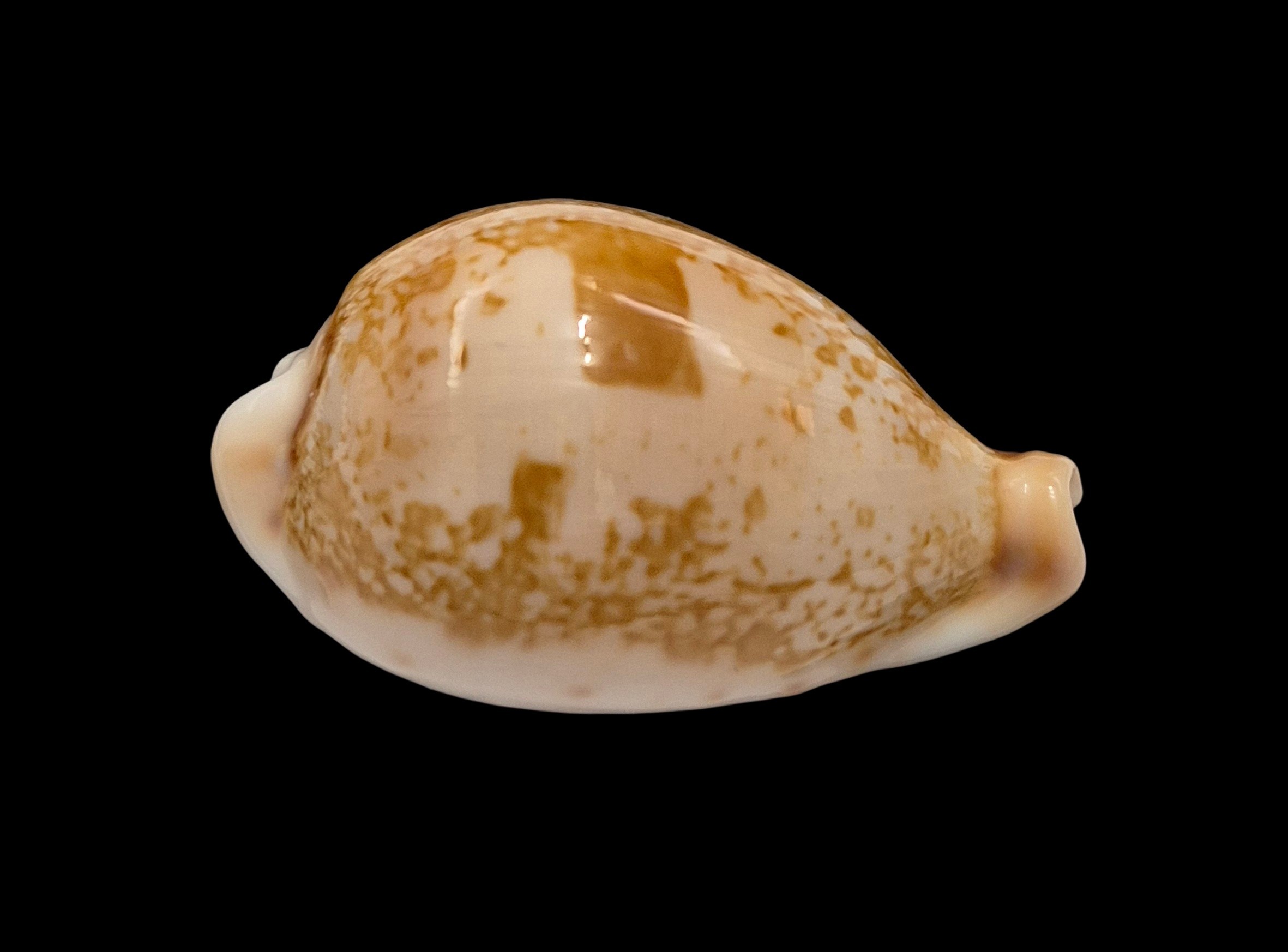 BC014 Austrasiatica hirasei f. philippina - Image 2