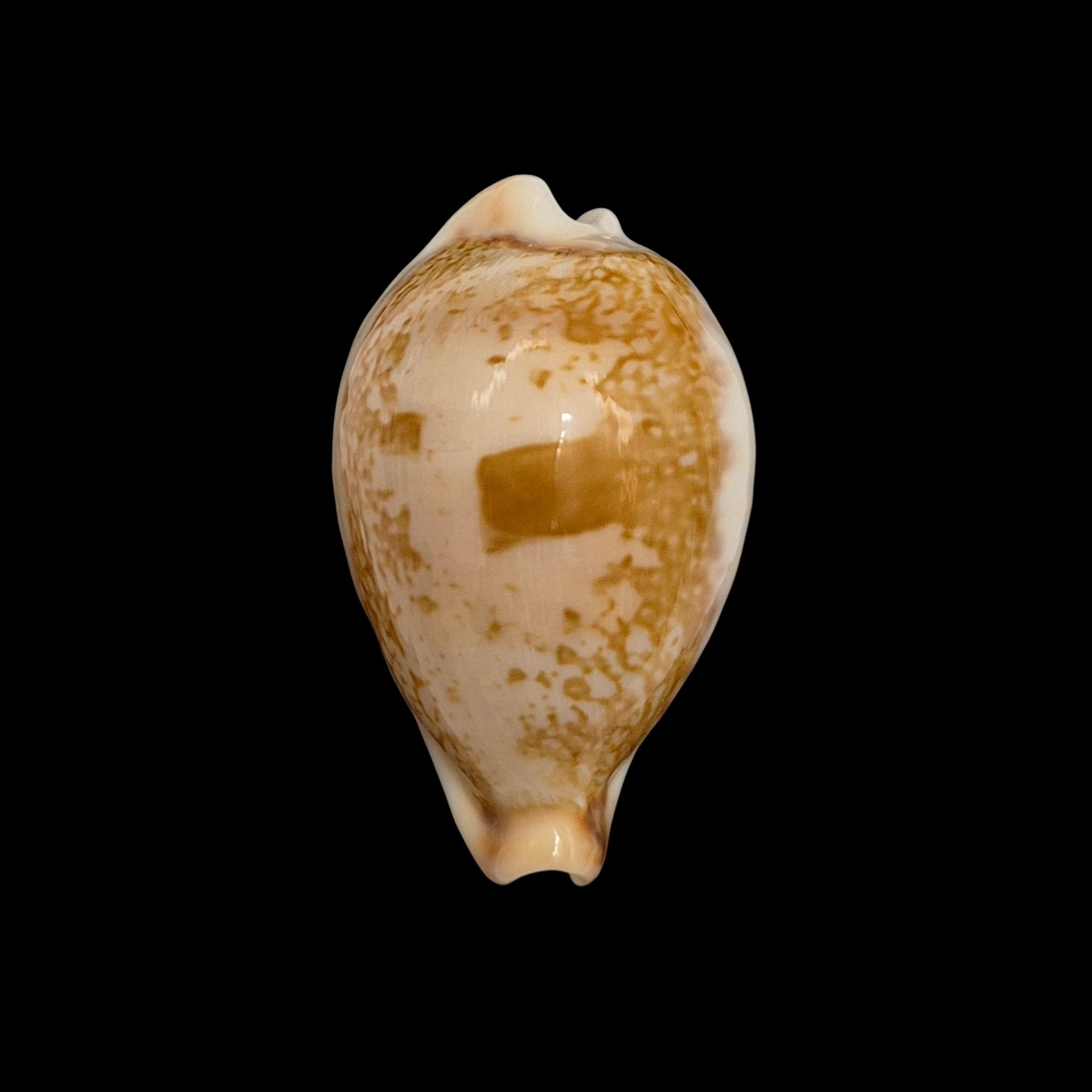BC014 Austrasiatica hirasei f. philippina