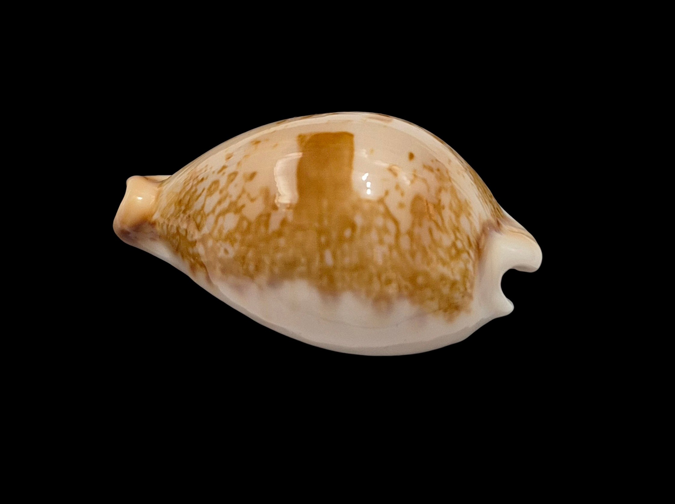 BC014 Austrasiatica hirasei f. philippina - Image 3