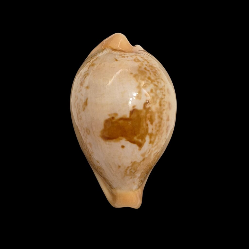 BC077 Austrasiatica hirasei
