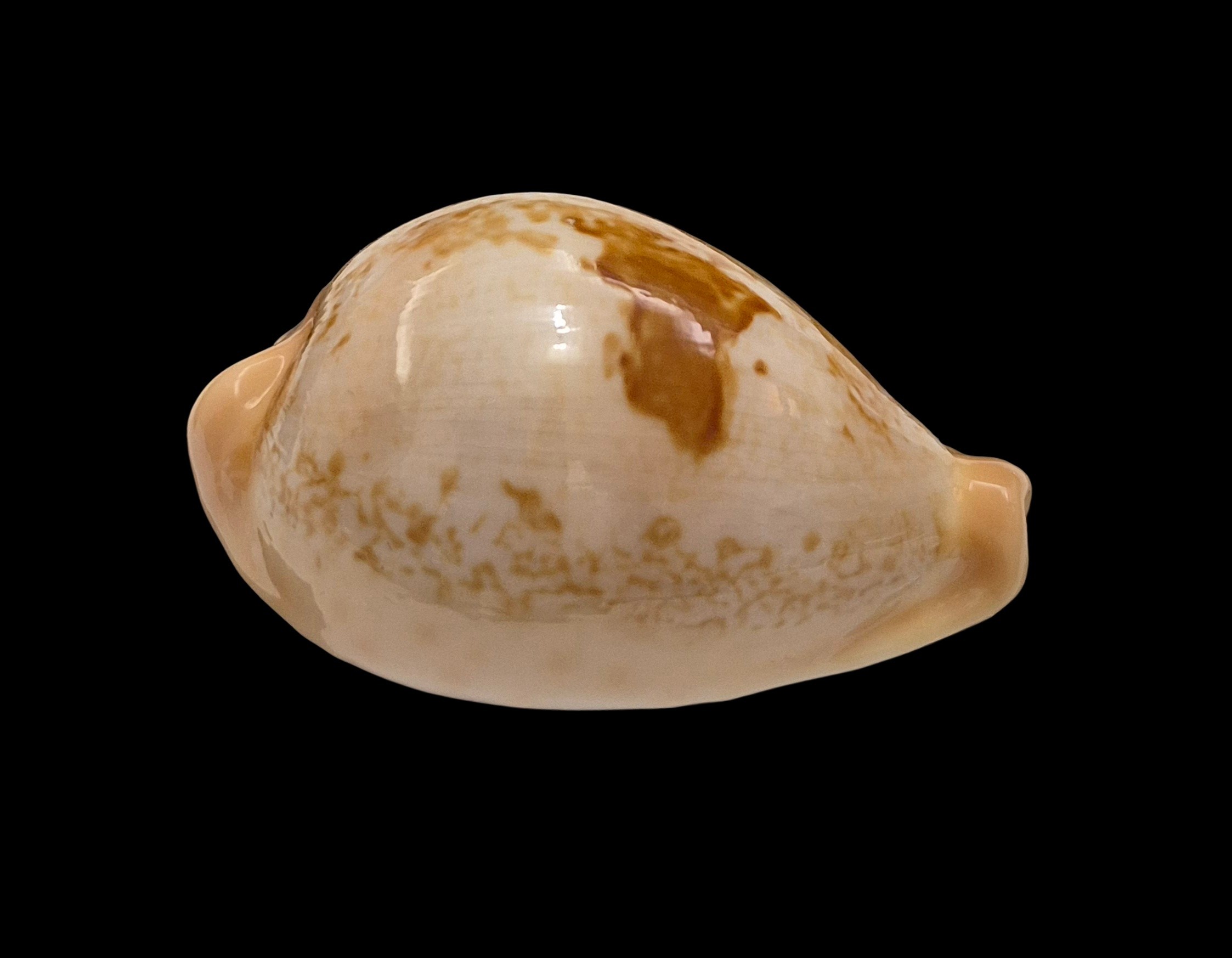BC077 Austrasiatica hirasei - Image 2