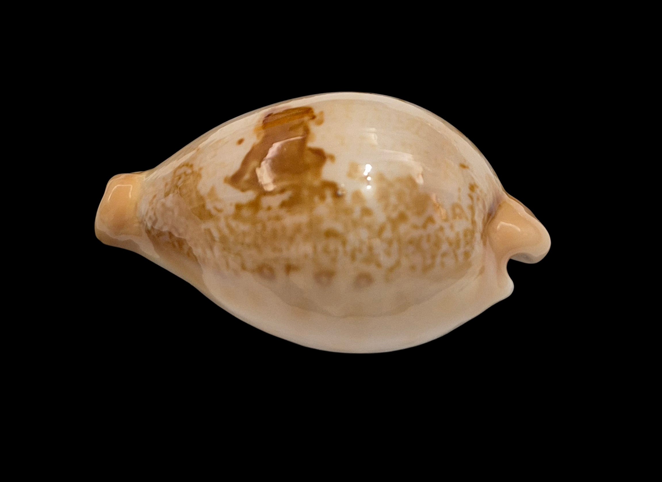 BC077 Austrasiatica hirasei - Image 3