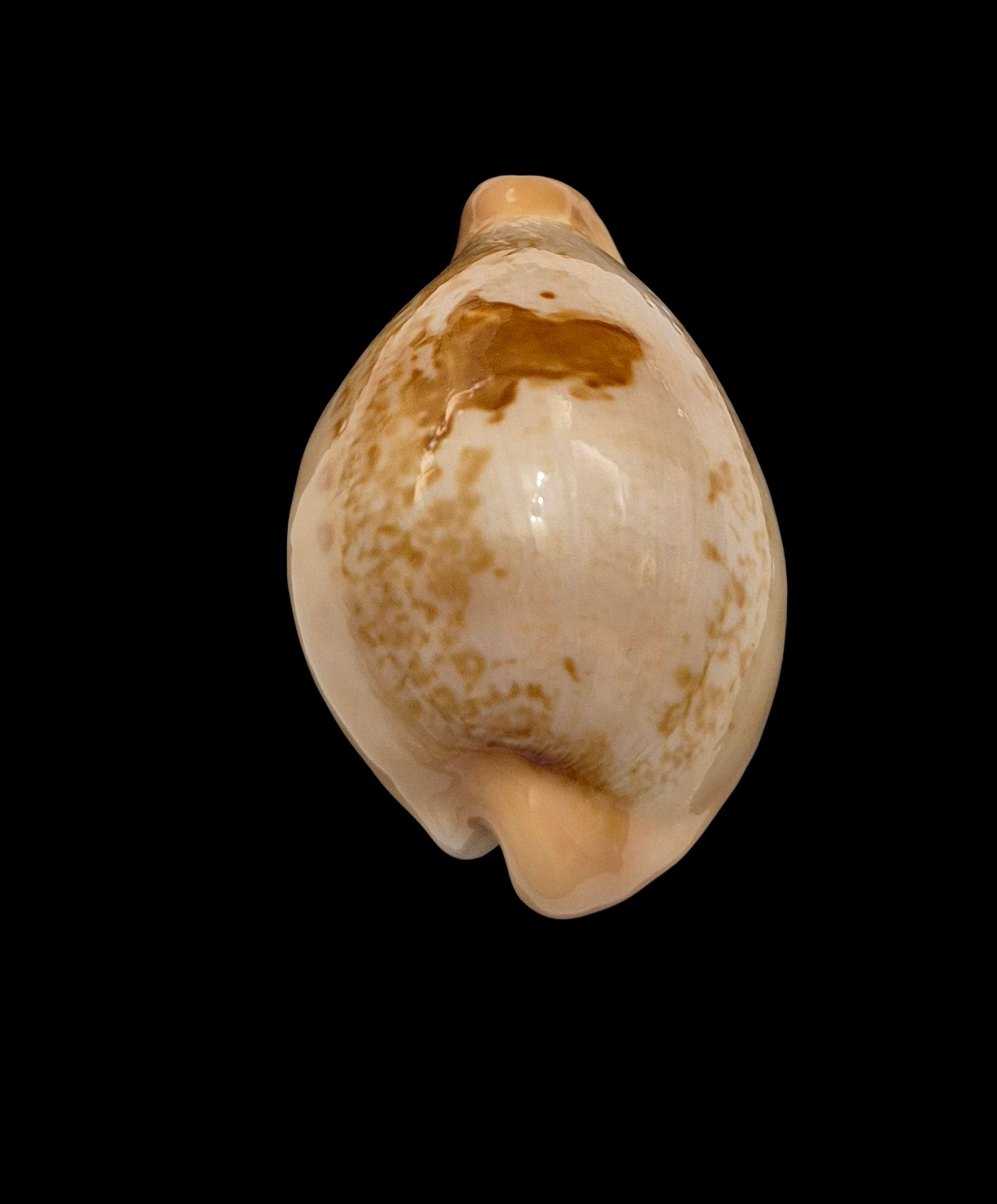 BC077 Austrasiatica hirasei - Image 4