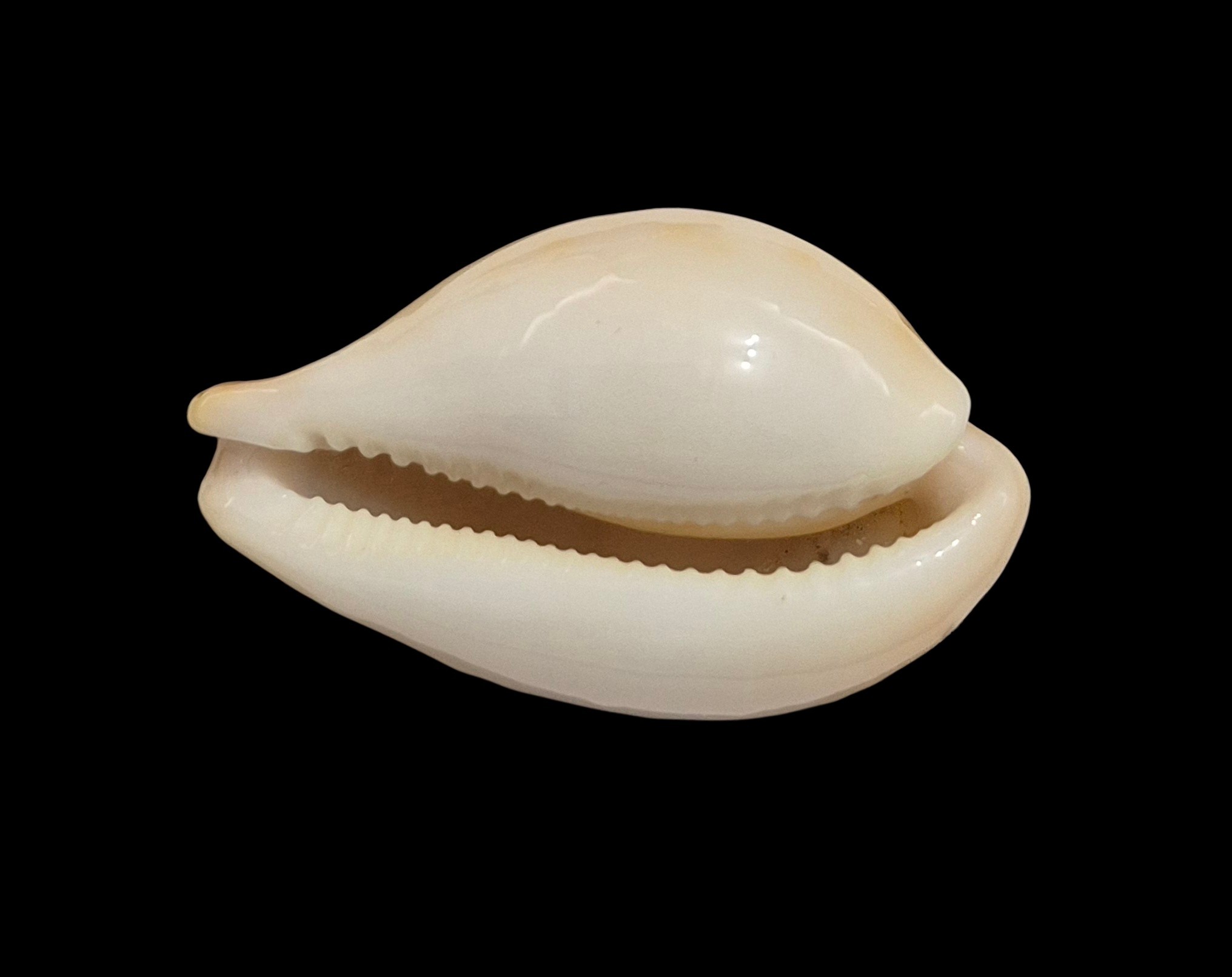 BC077 Austrasiatica hirasei - Image 5