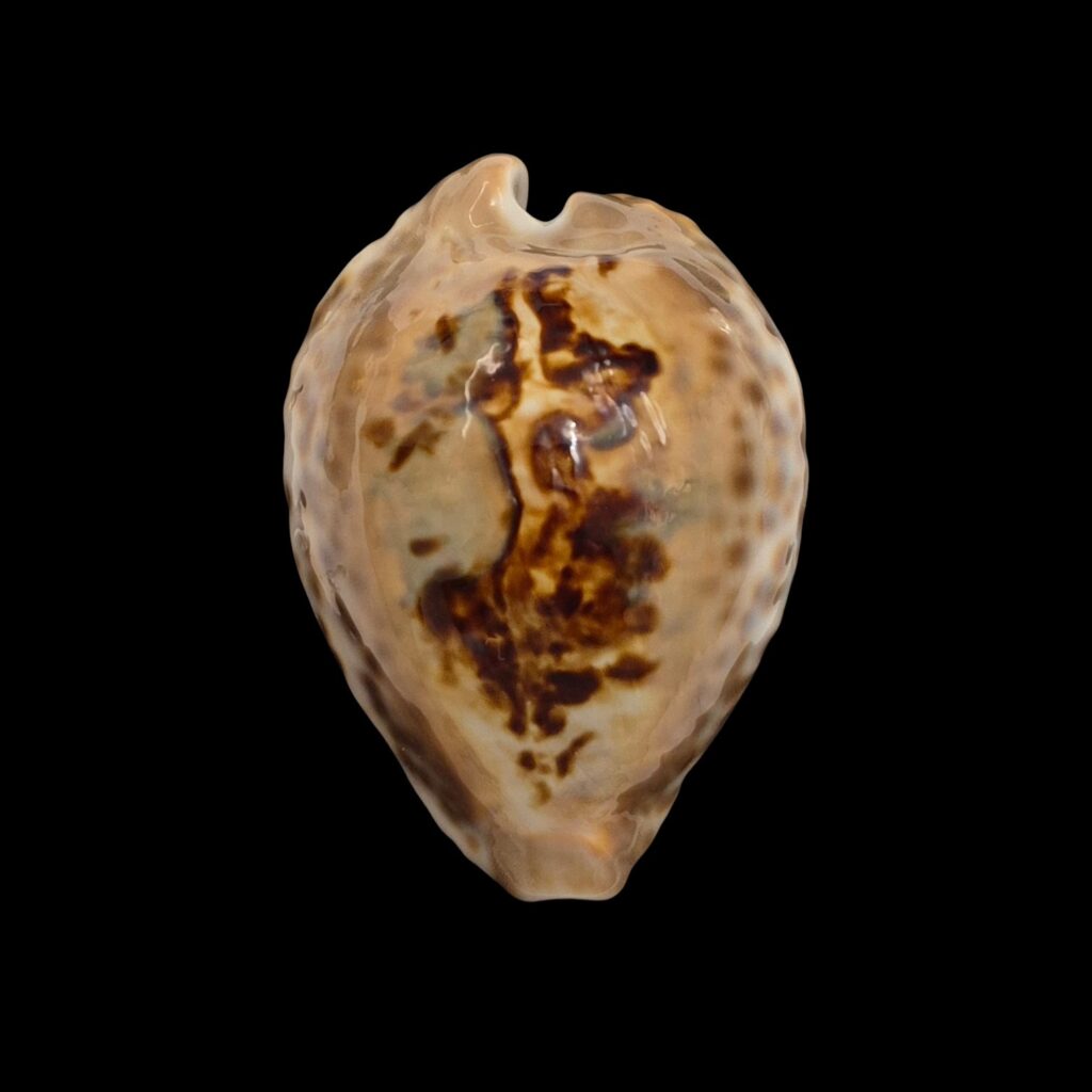 BC413 Barycypraea teulerei - LARGE BEAUTY from OLD TIMES