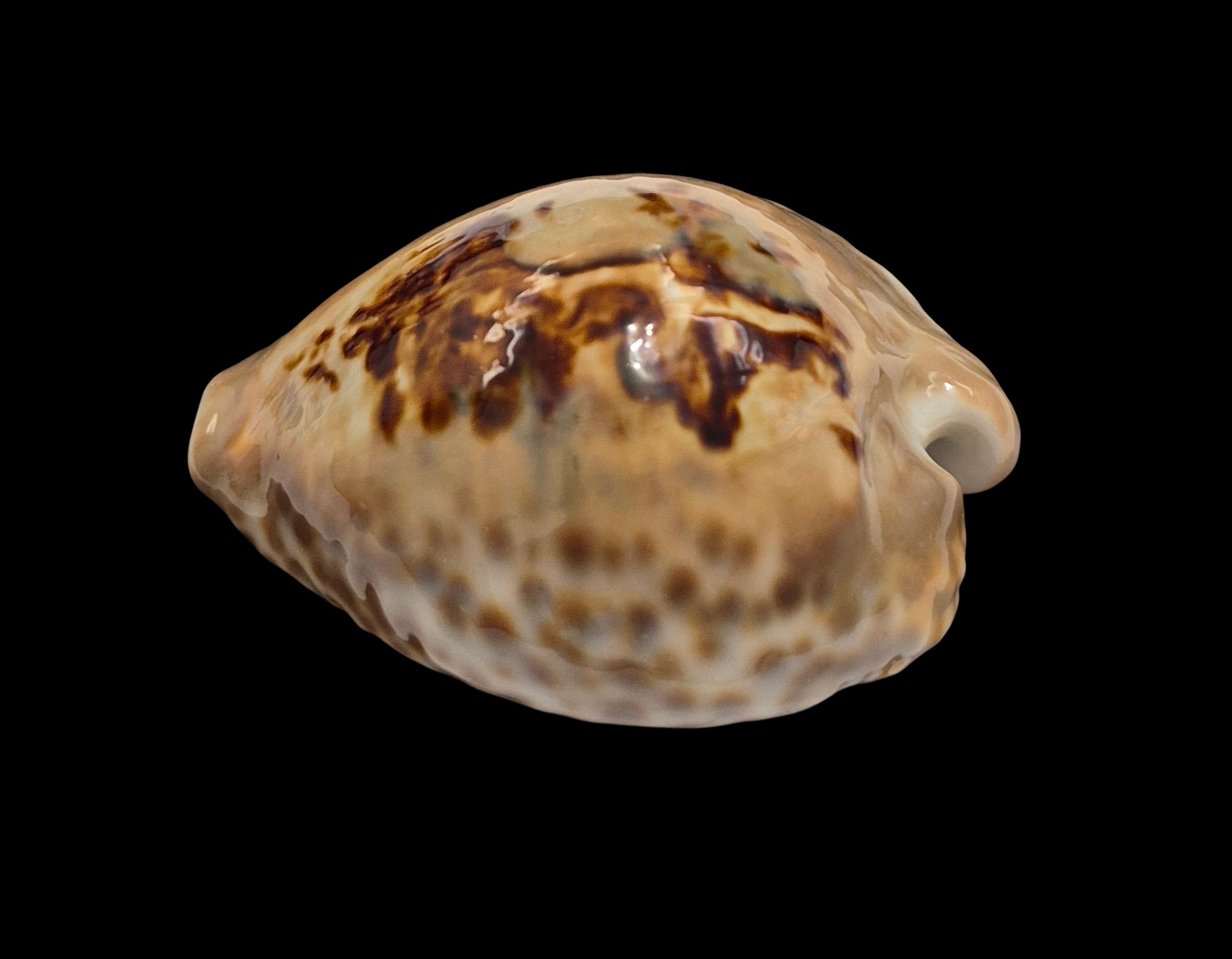 BC413 Barycypraea teulerei - LARGE BEAUTY from OLD TIMES - Image 3
