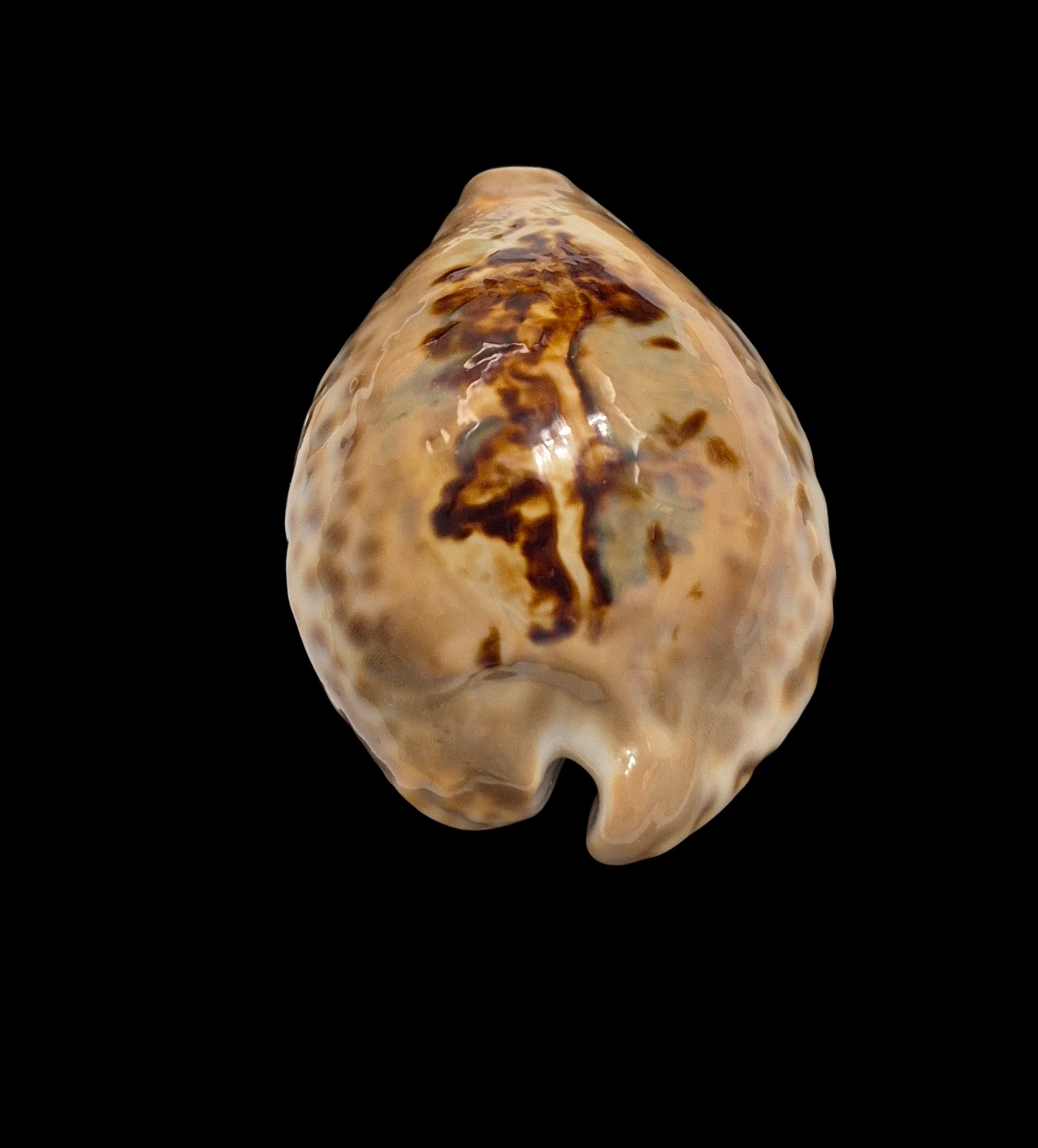 BC413 Barycypraea teulerei - LARGE BEAUTY from OLD TIMES - Image 4