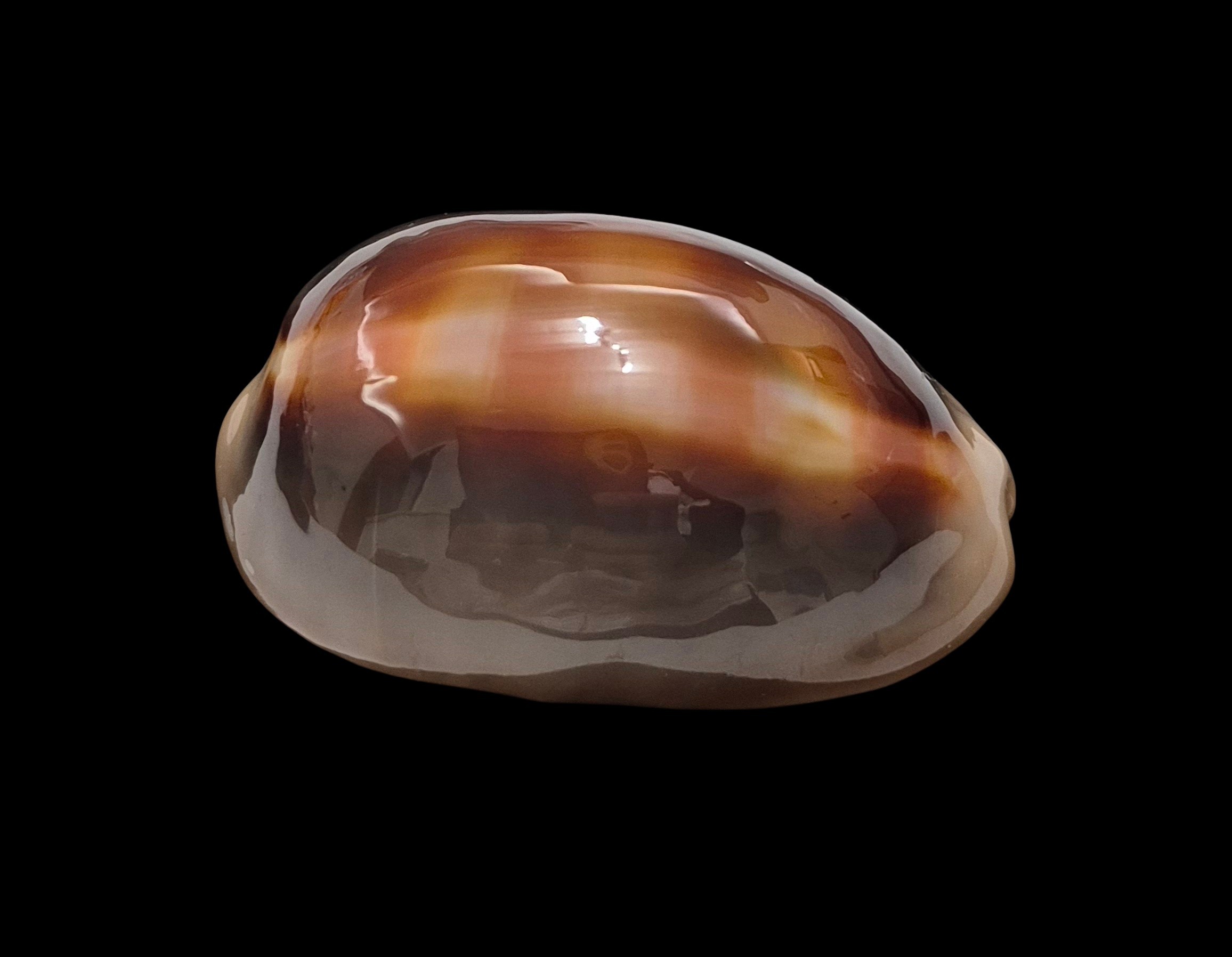 BC134 Lyncina ventriculus - LARGE and DARK - Image 2