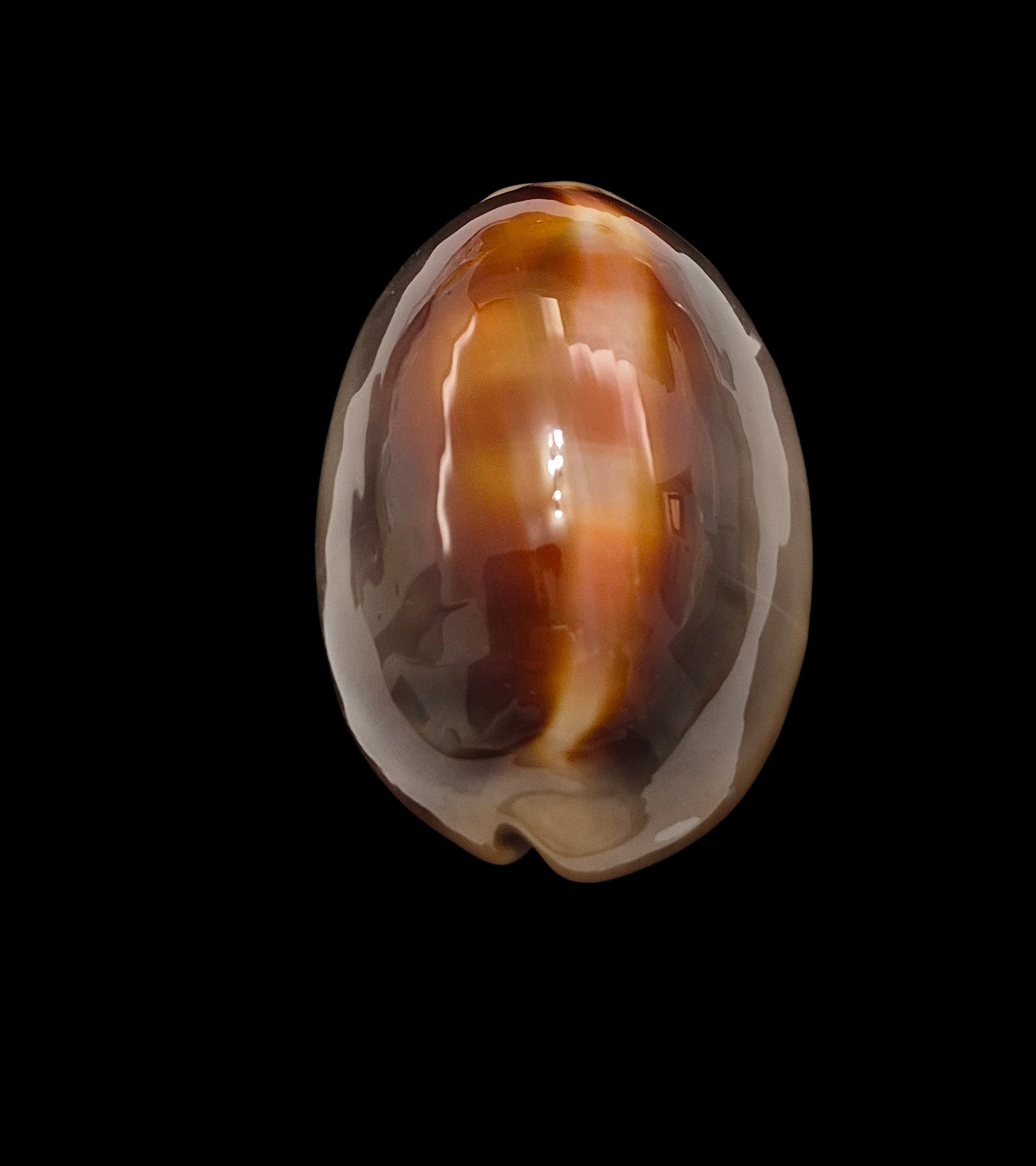 BC134 Lyncina ventriculus - LARGE and DARK - Image 4