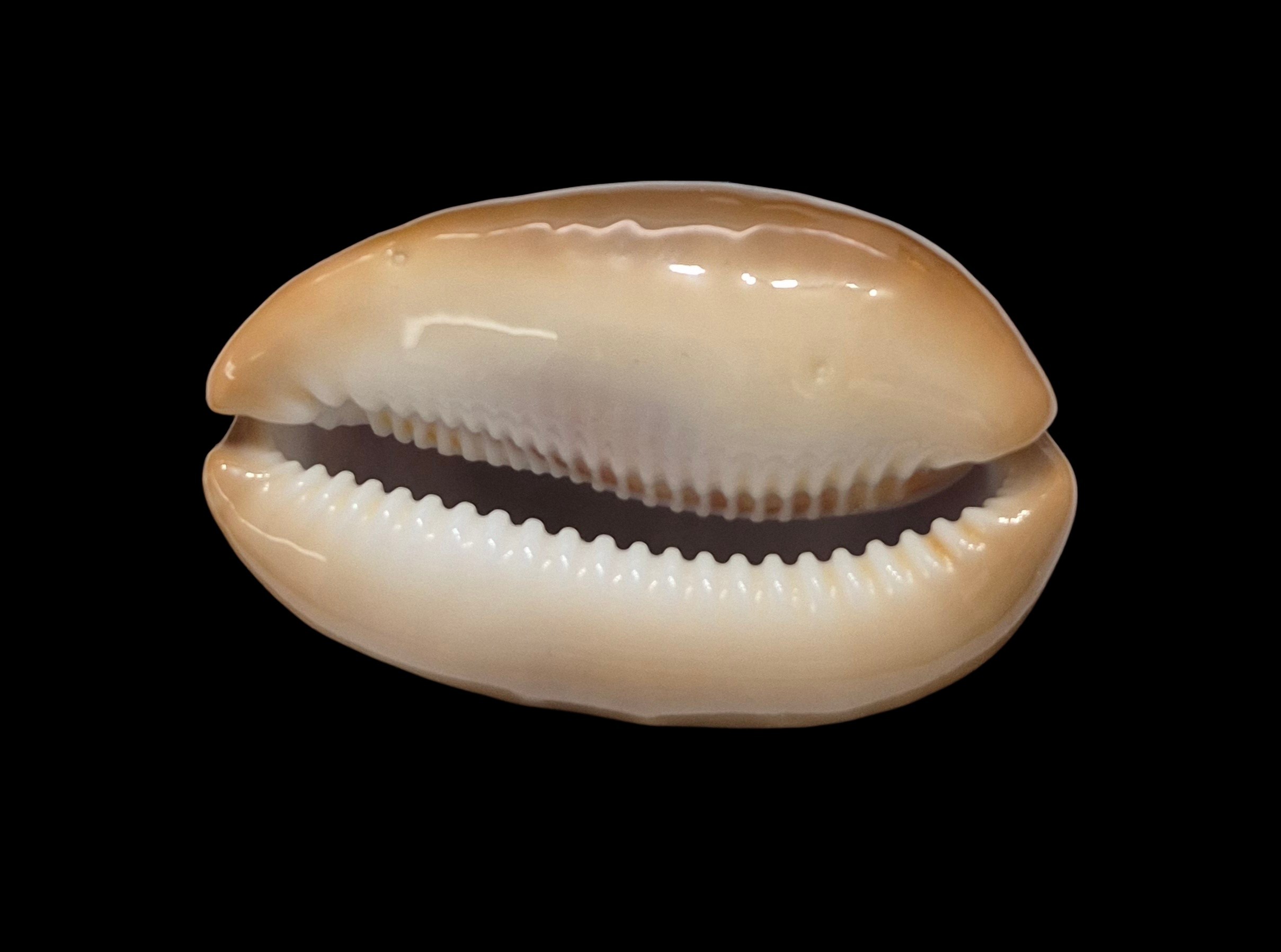 BC134 Lyncina ventriculus - LARGE and DARK - Image 5