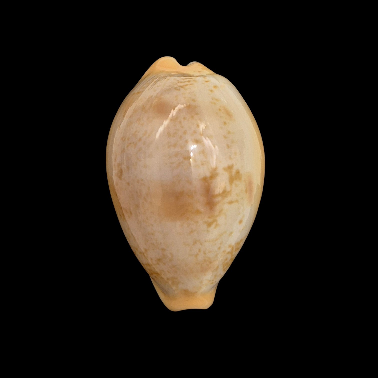 BC083 Austrasiatica langfordi poppeorum