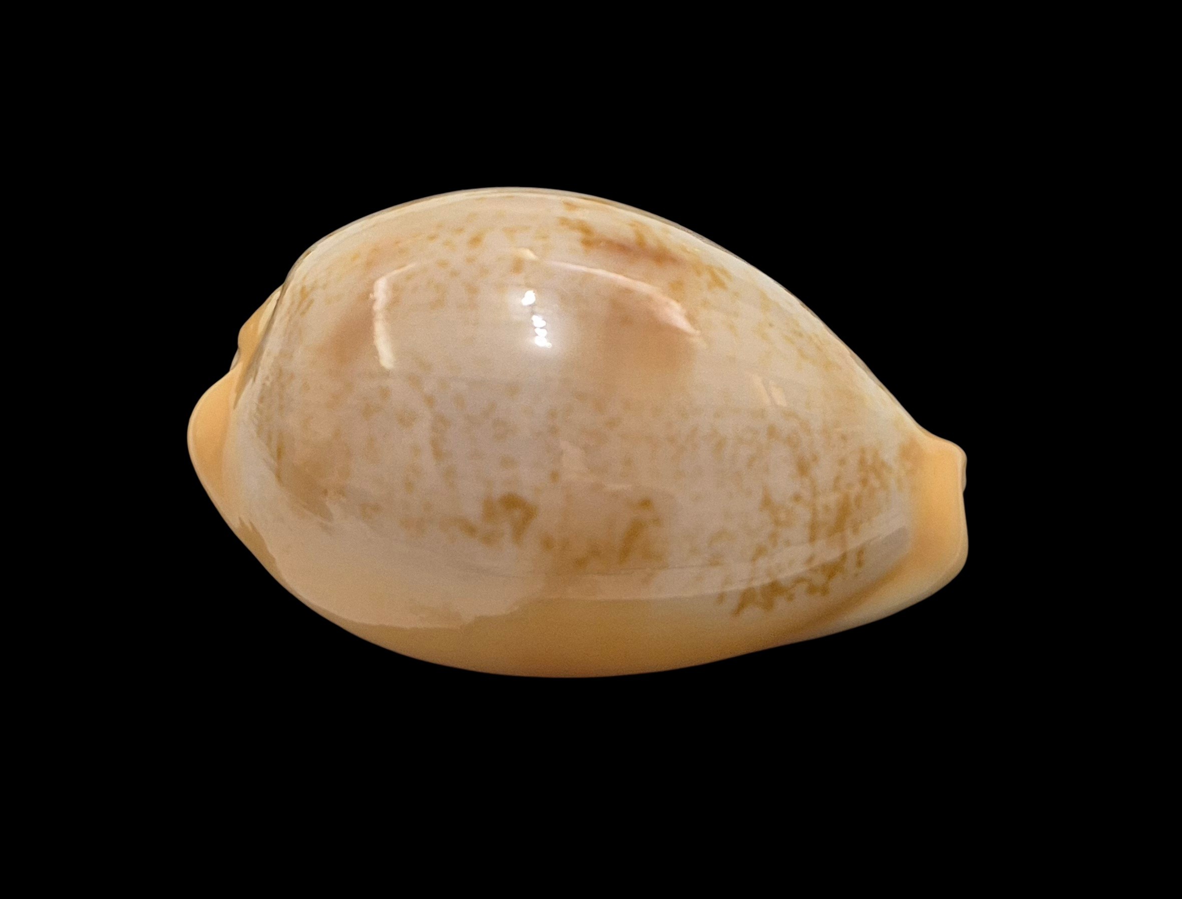 BC083 Austrasiatica langfordi poppeorum - Image 2