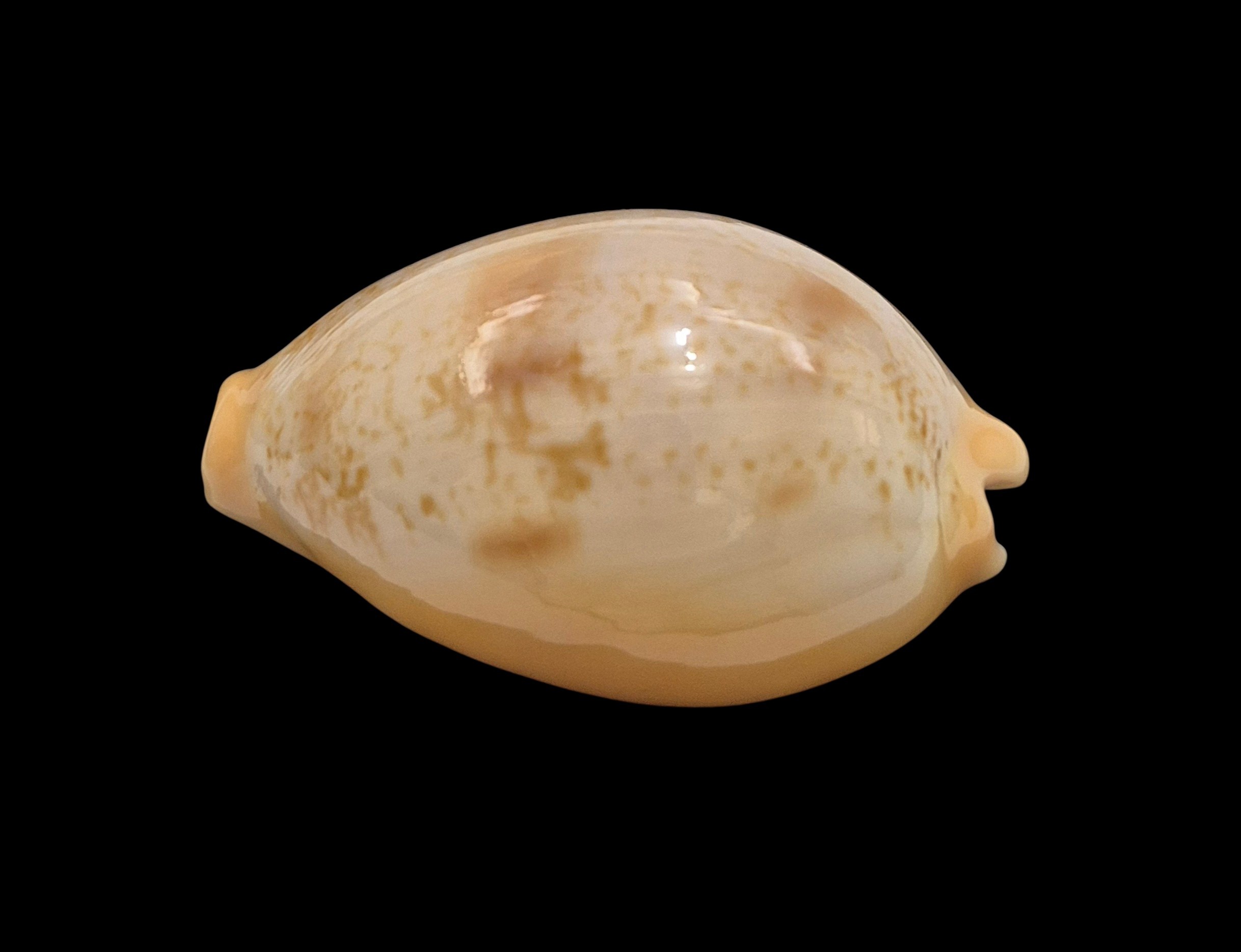 BC083 Austrasiatica langfordi poppeorum - Image 3