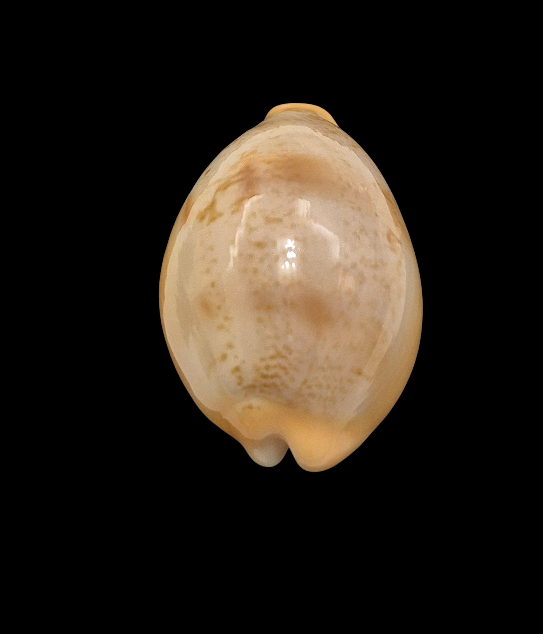 BC083 Austrasiatica langfordi poppeorum - Image 4