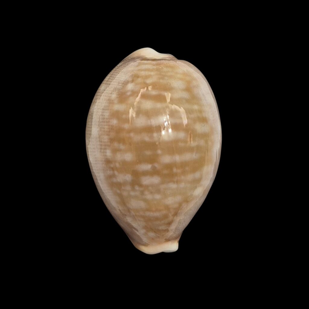 BC414 Lyncina vitellus