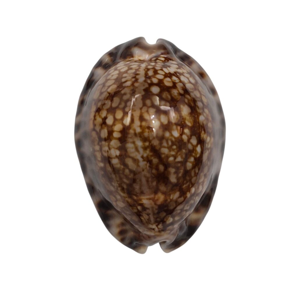 BC430 Mauritia maculifera hawaiiensis