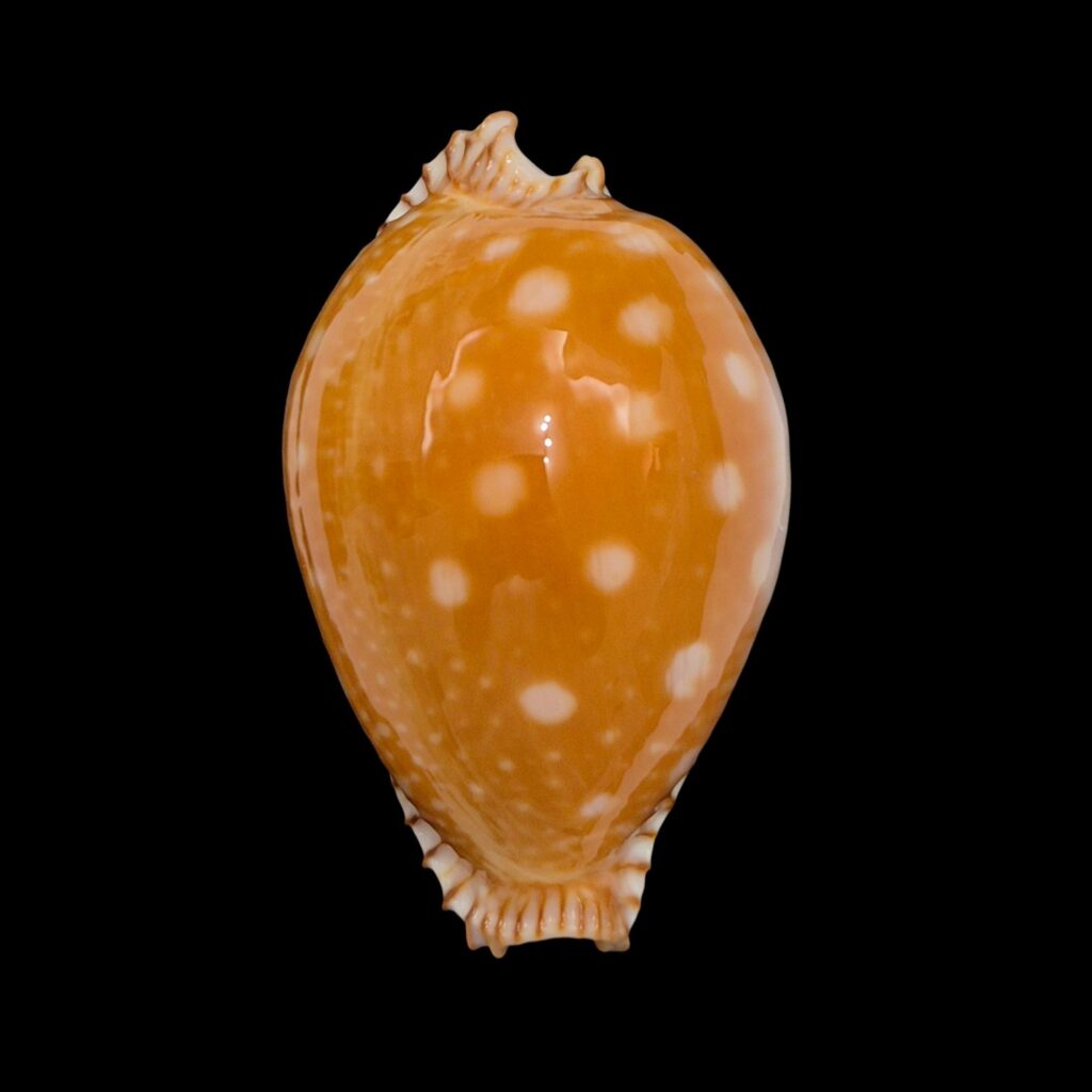 BC090 Perisserosa guttata - LARGE BEAUTY