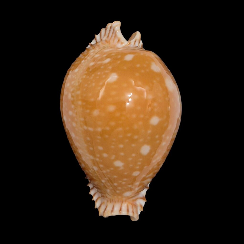 BC240 Perisserosa guttata - BIG SIZE