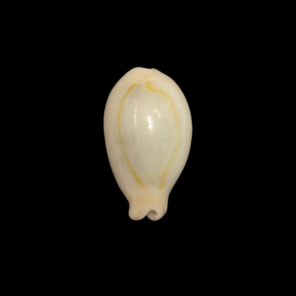 BC107 Monetaria annulus f. appendiculata