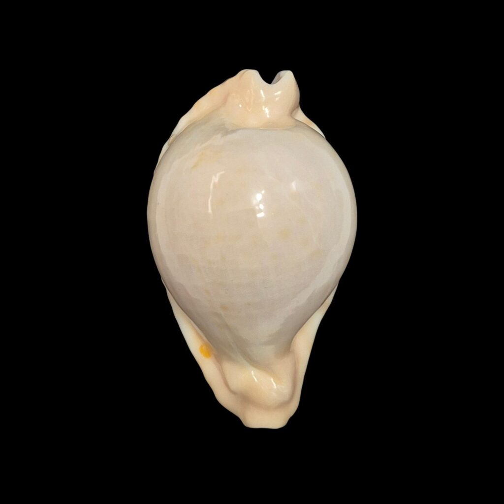 BC019 Umbilia capricornica - SELECTED