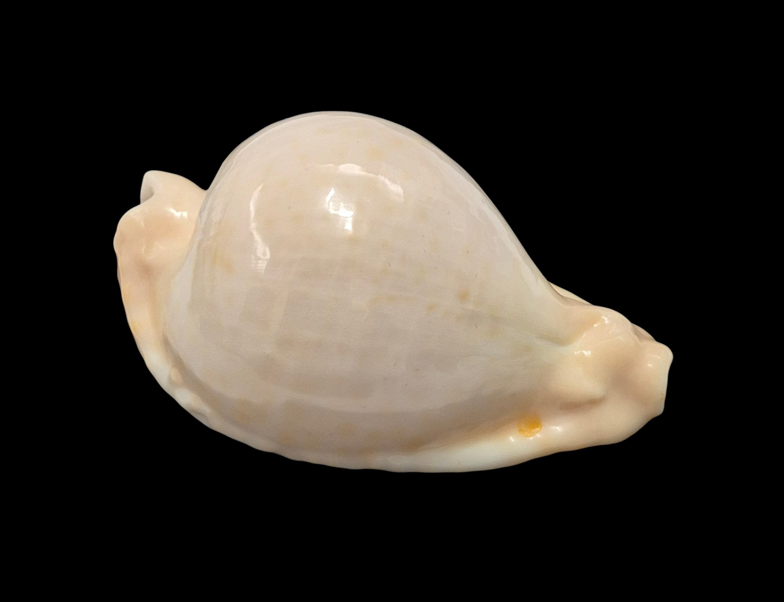 BC019 Umbilia capricornica - SELECTED - Image 2