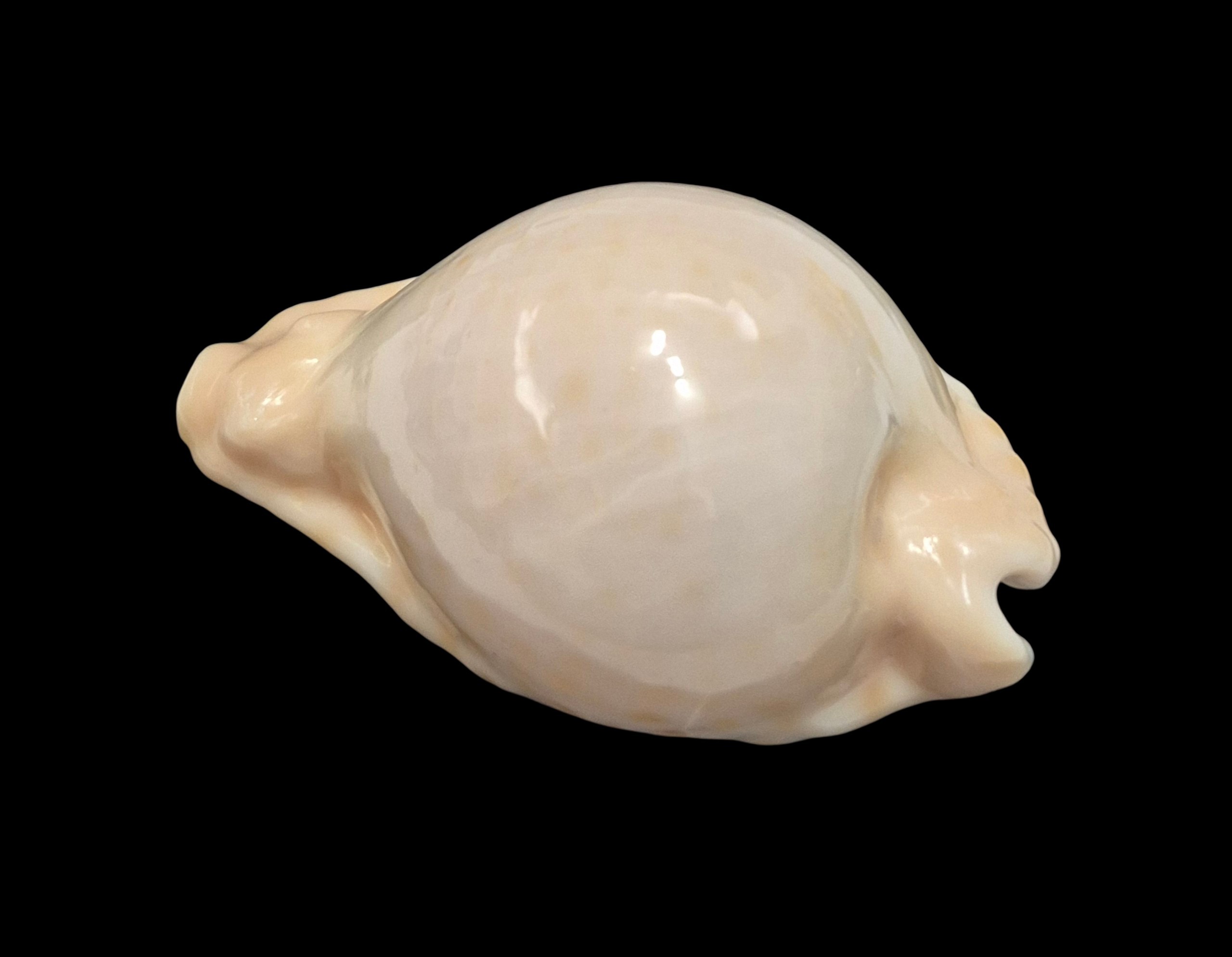 BC019 Umbilia capricornica - SELECTED - Image 3