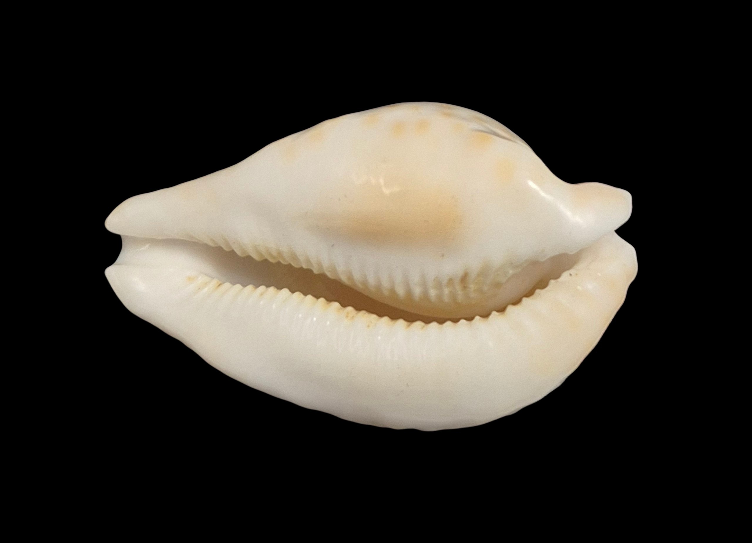 BC019 Umbilia capricornica - SELECTED - Image 5