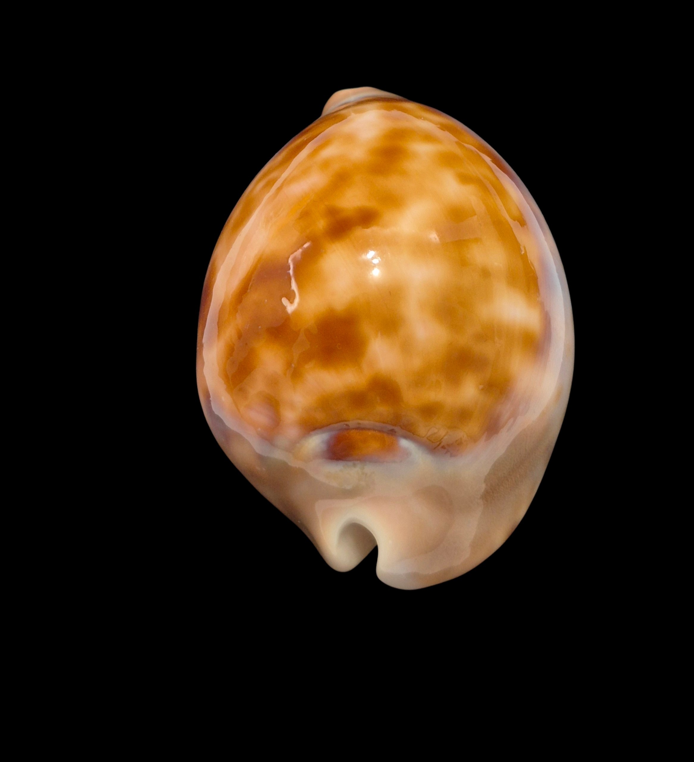BC108 Zoila venusta roseopunctata - Image 4