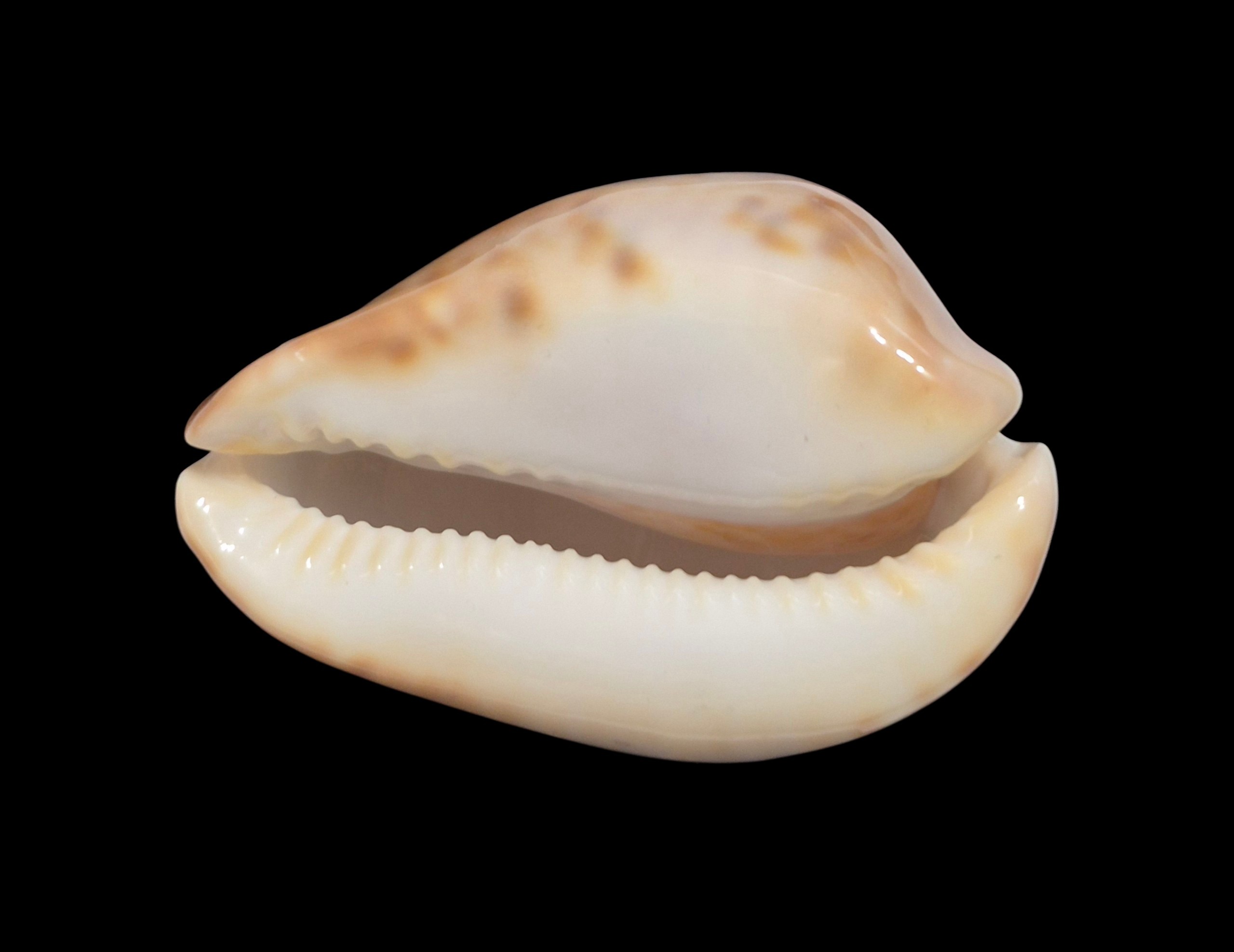 BC108 Zoila venusta roseopunctata - Image 5
